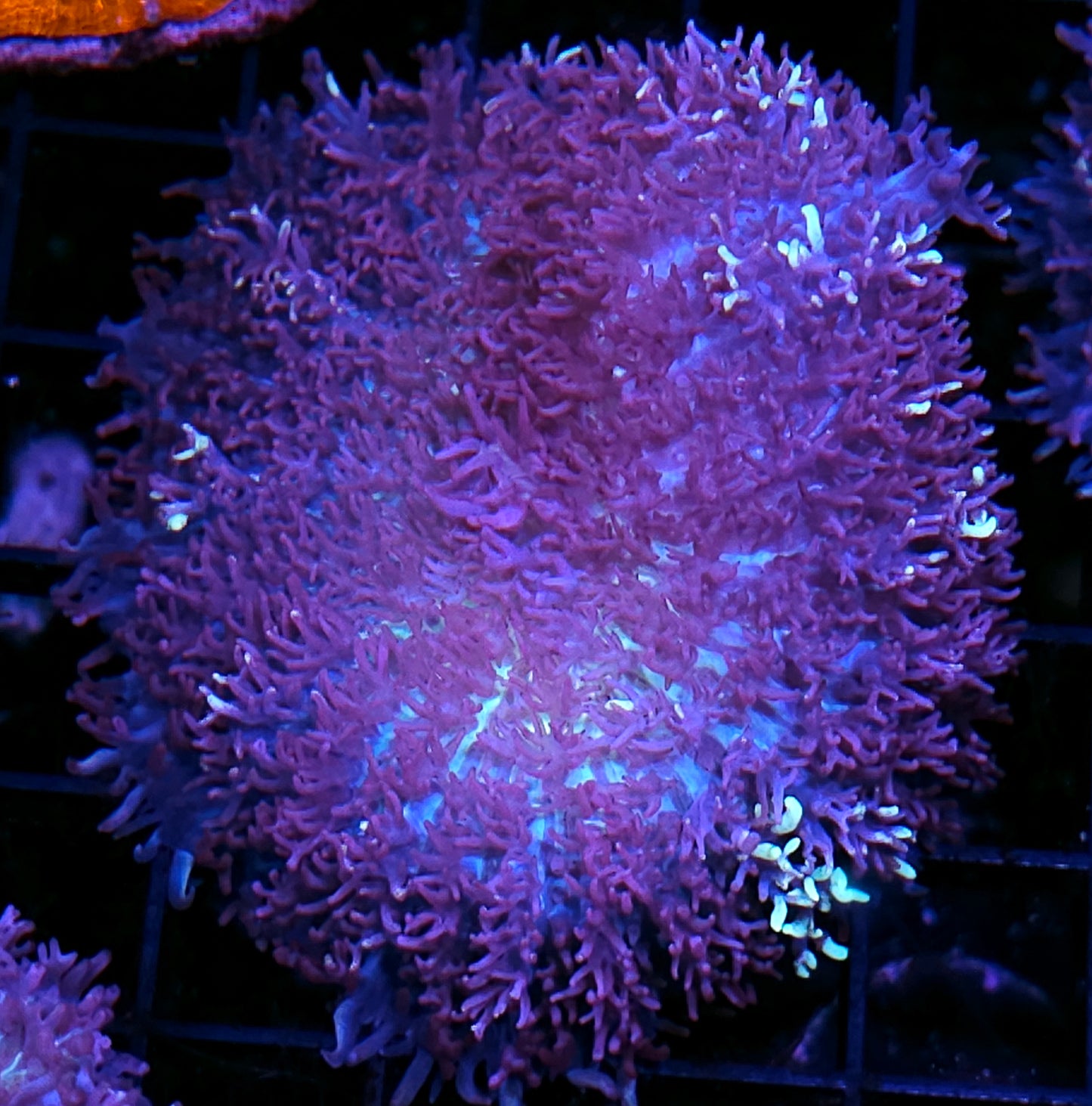 3" Magic Carpet Mushroom