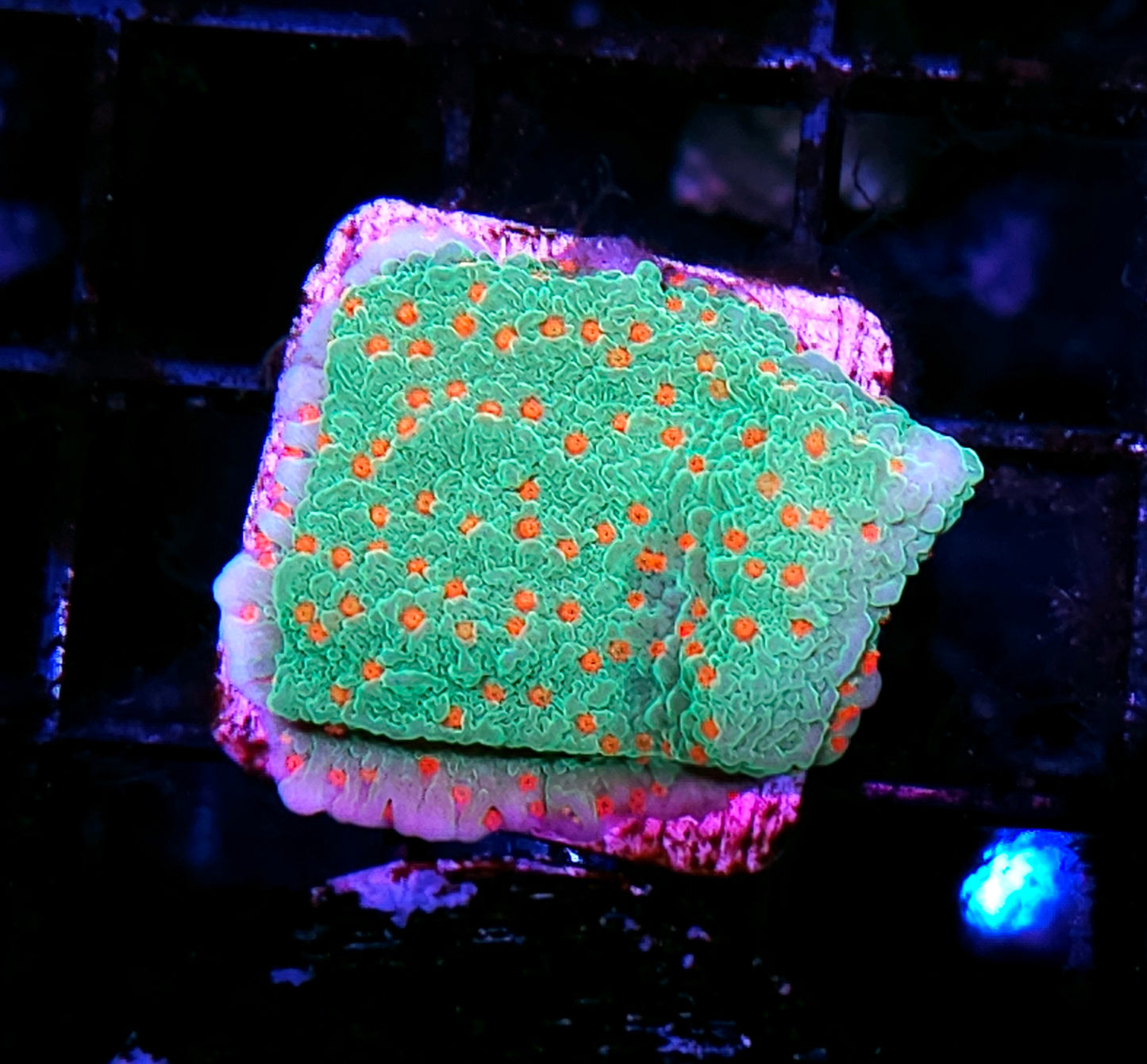 Orange Grove Montipora