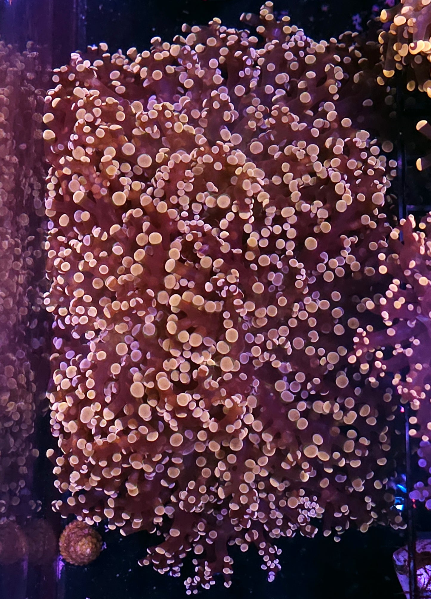 Approx 5 MASSIVE HEAD Oracle Octospawn Colony