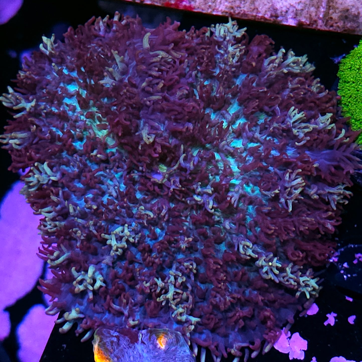 3" Shazaam Magic Carpet Mushroom