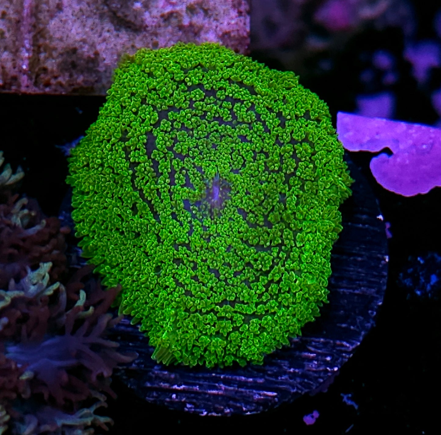 Kryptonite Gumdrop Mushroom