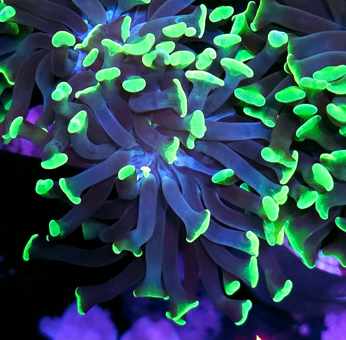 Emerald City Branching Hammer