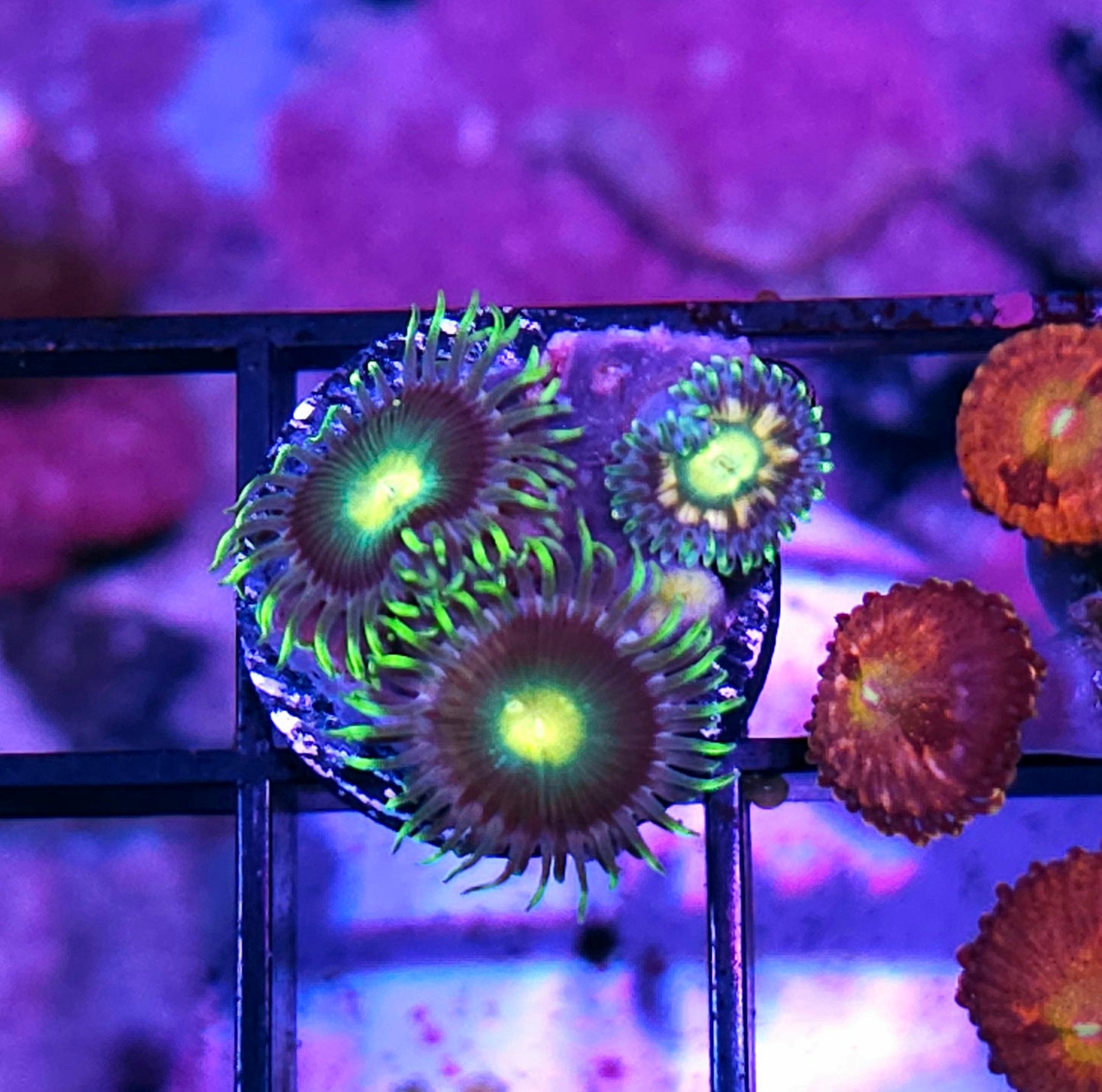 Haileys Comet Zoas