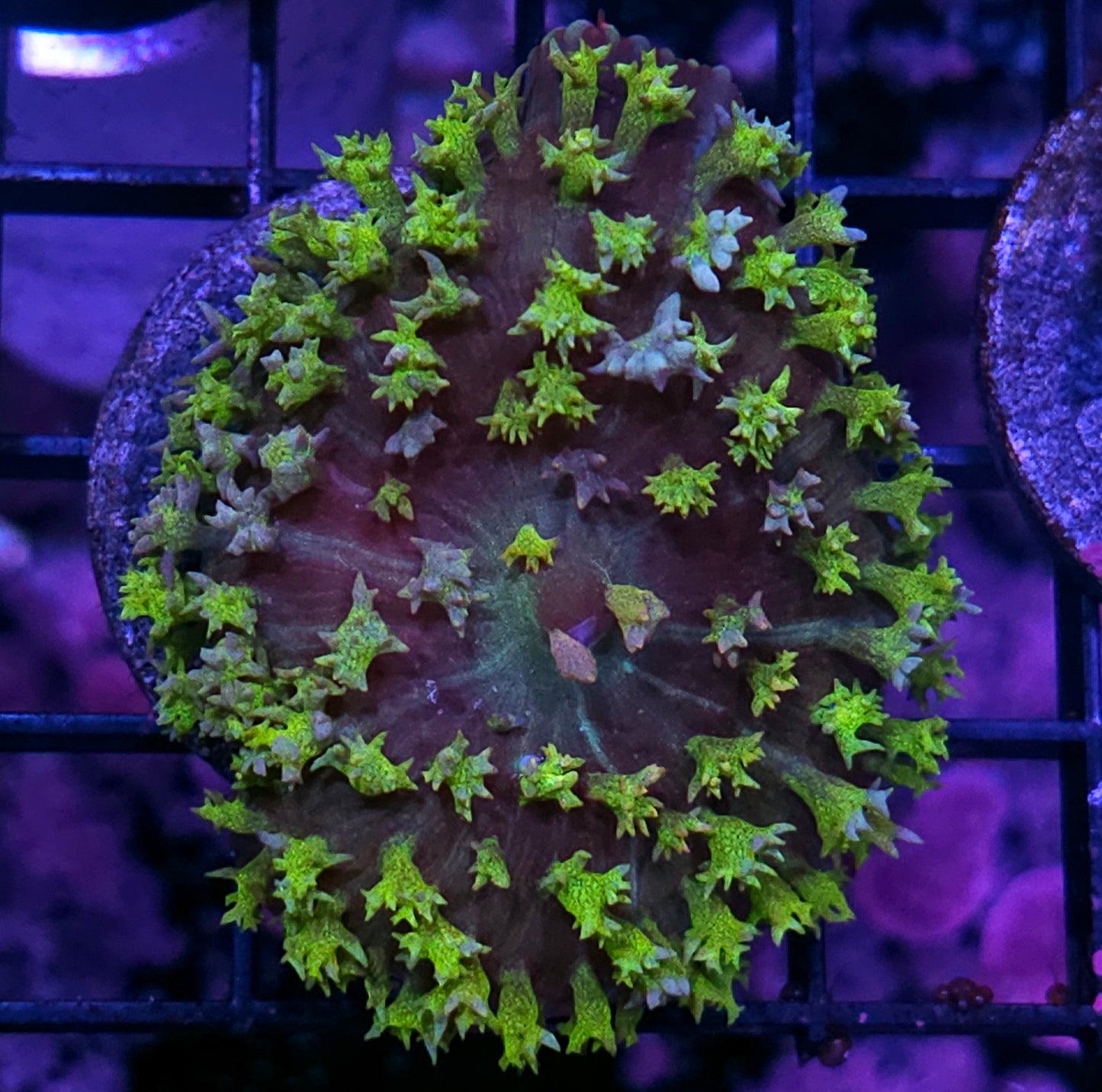 3" Poison Popper St Thomas Mushroom