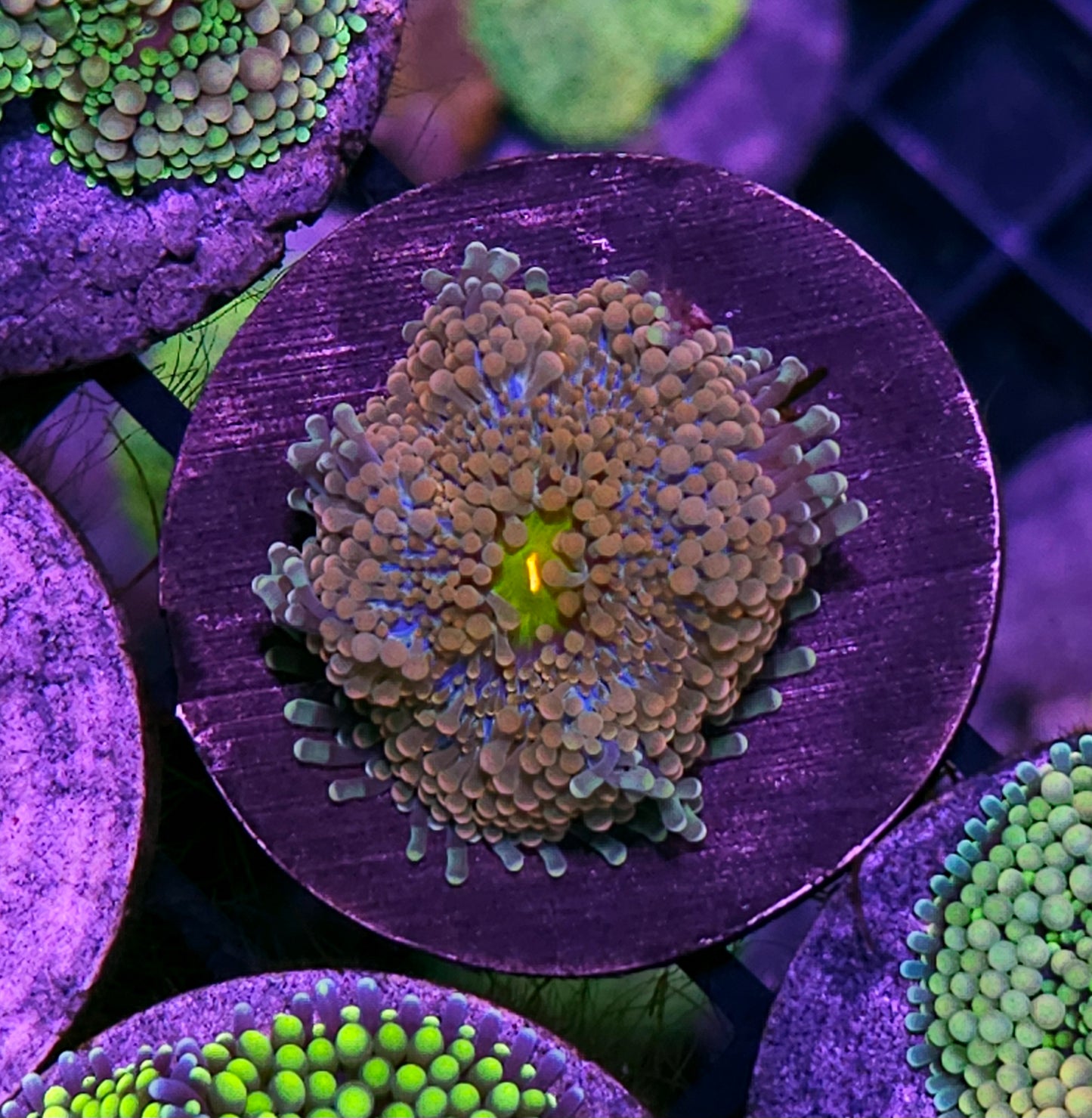 Guava Gusher Ricordea