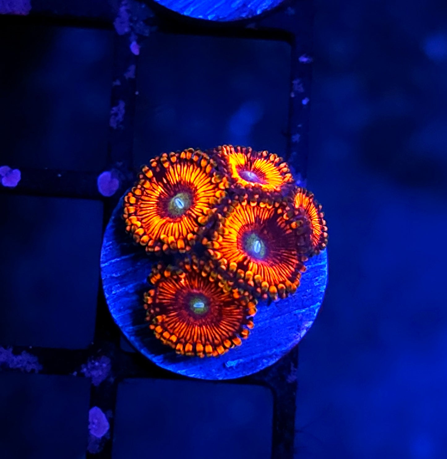 Afterburner Zoas
