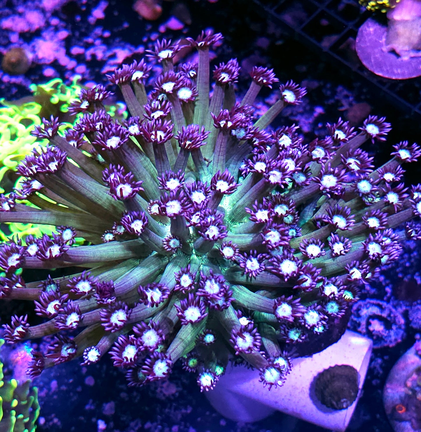 XXL Lost Realms Goniopora Colony HOLY MOLY 😳