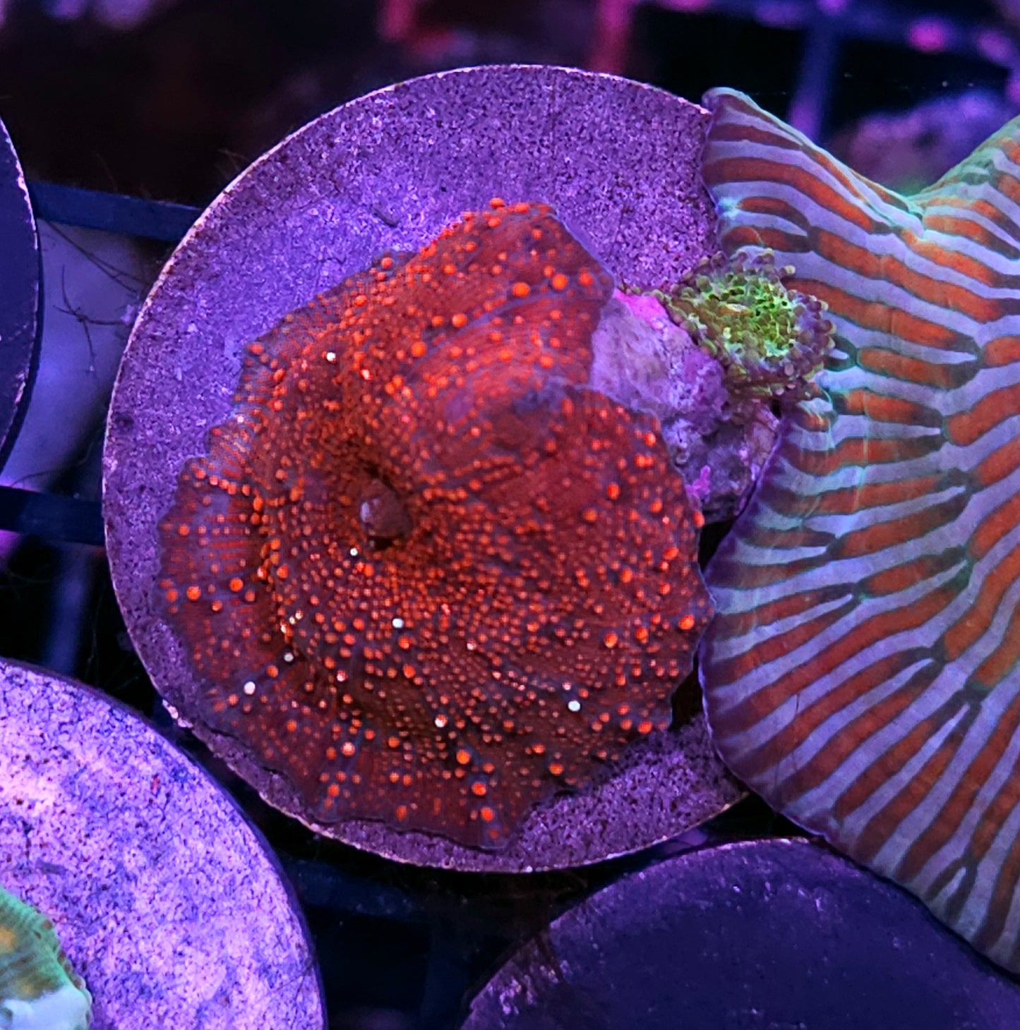 Darth Maul Mushroom with baby Yuma