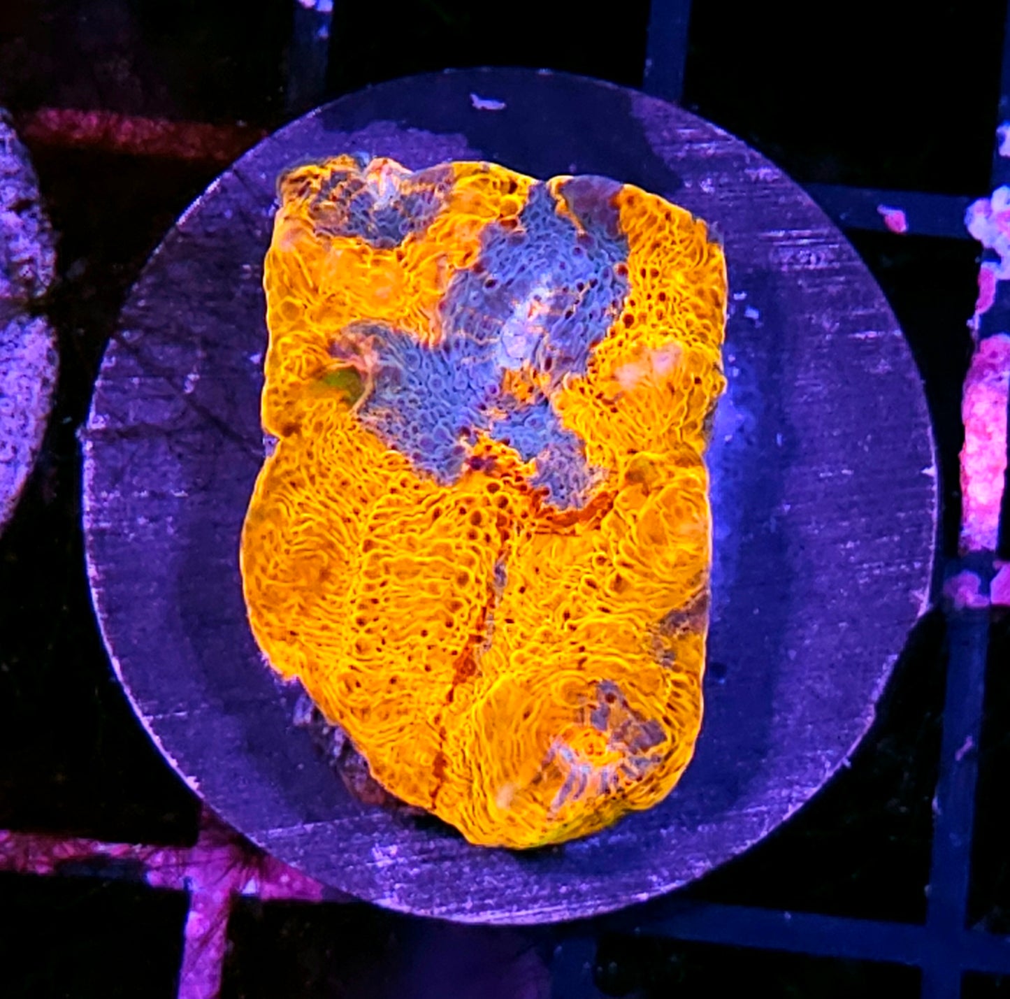 HF Bloodlines Chalice