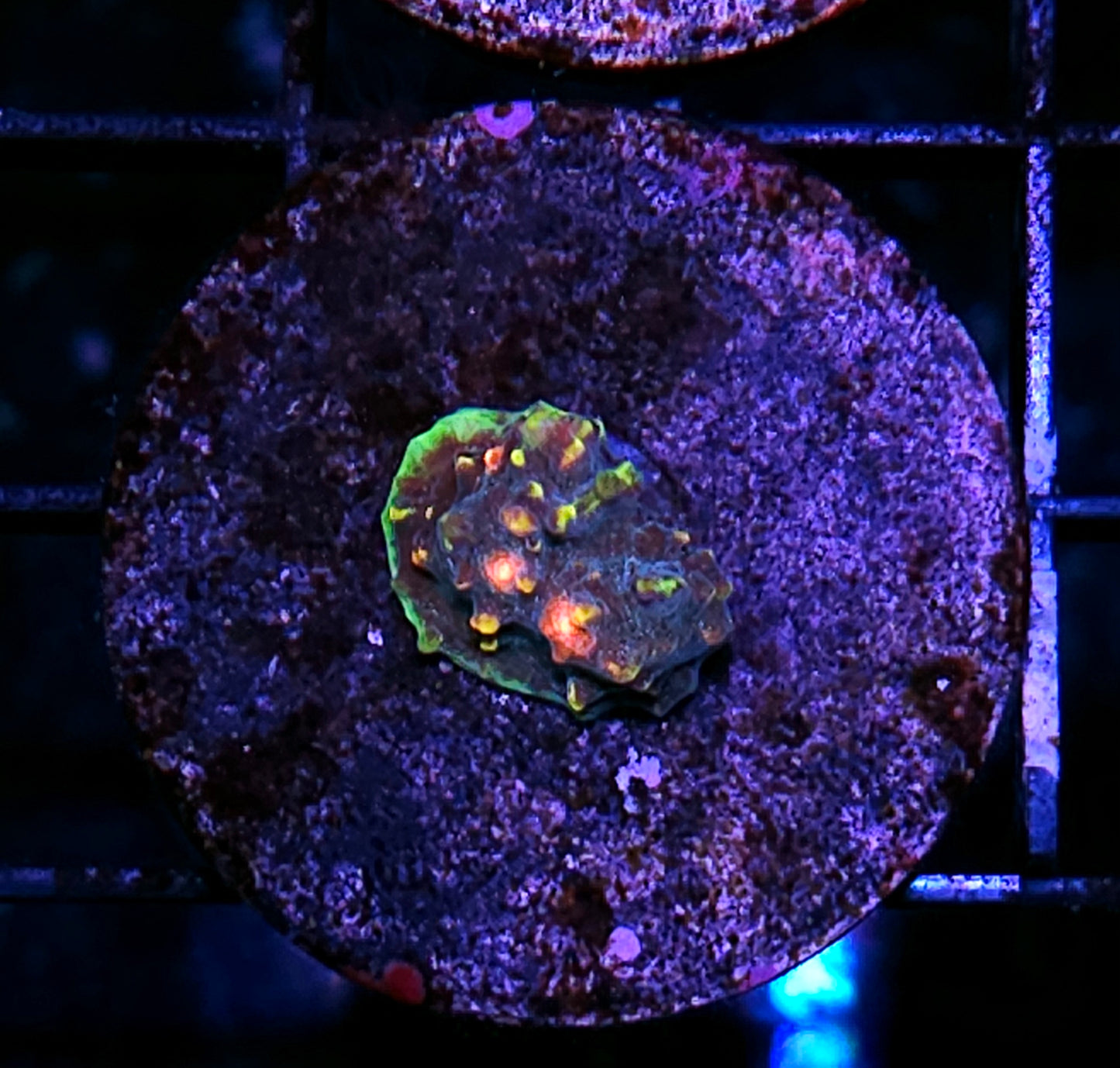 ECC Lost Temple Chalice