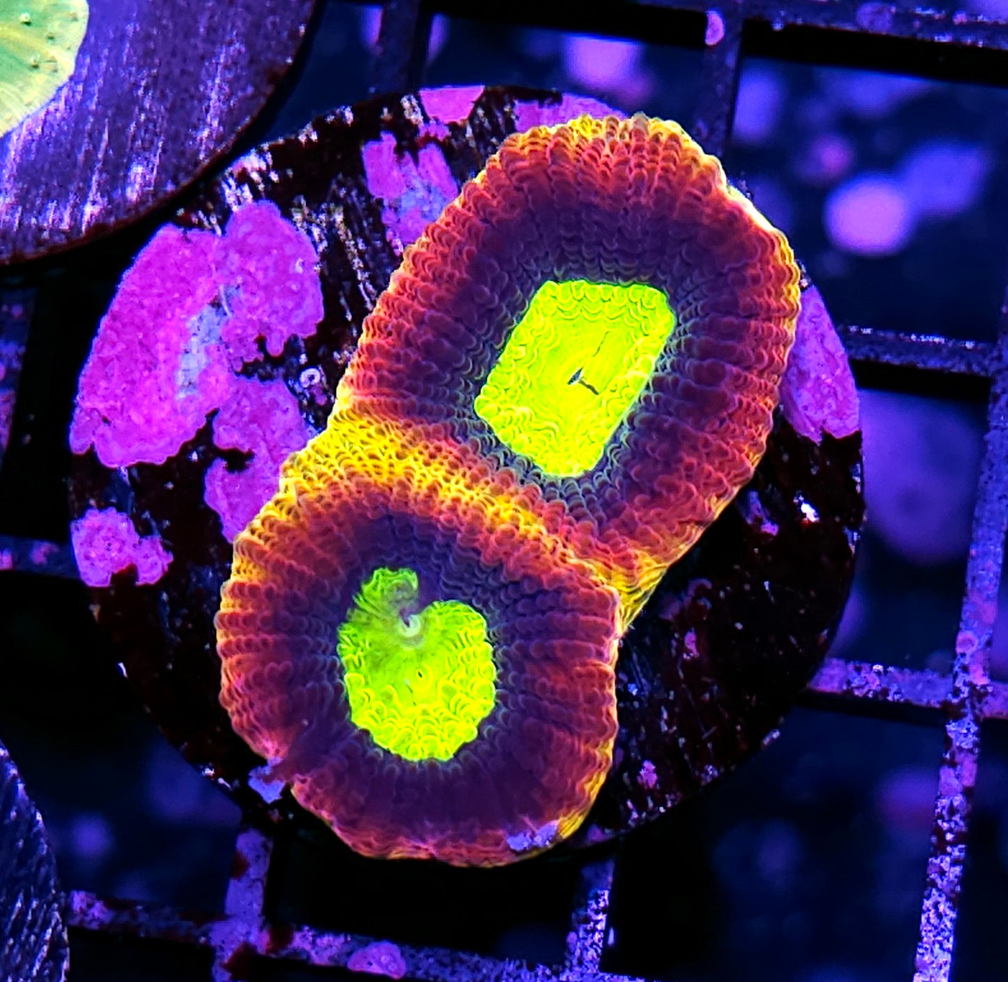 Rainbow Dragon Soul Favia