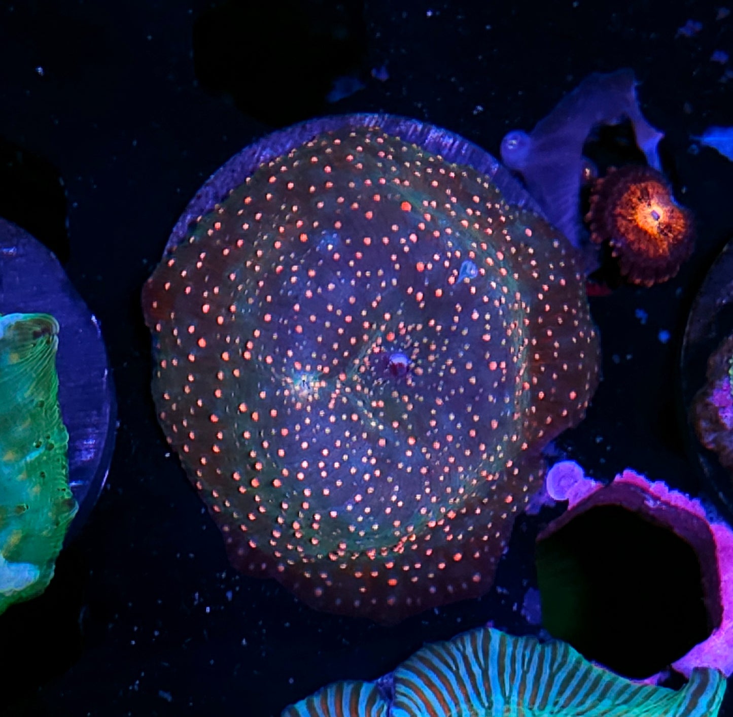 Rainbow Interstellar Mushroom