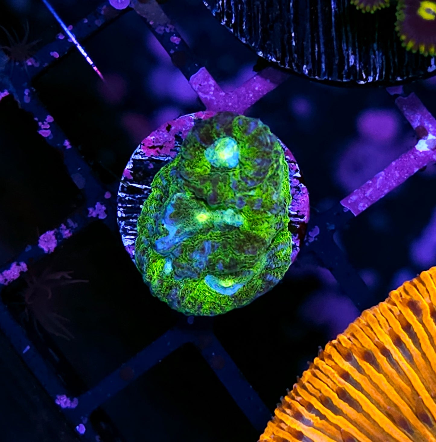 ECC Electro Eye Favia