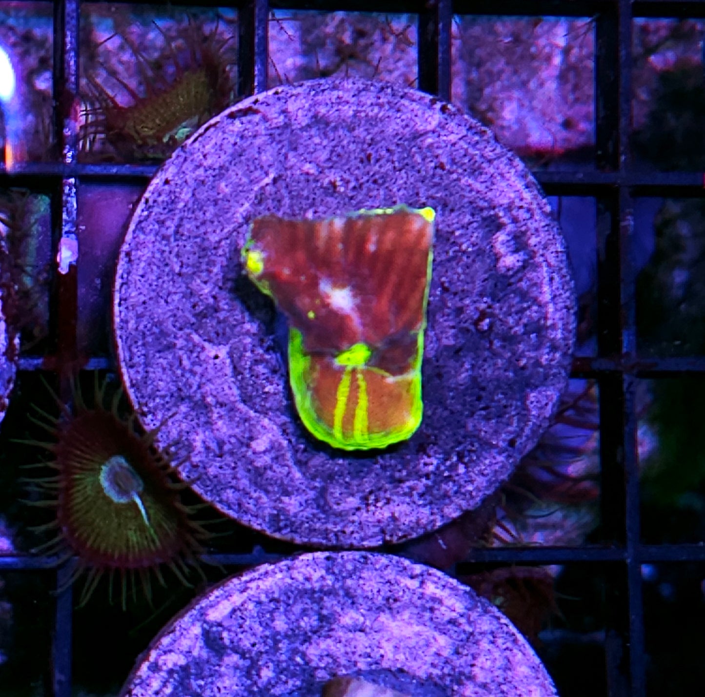 DR Breaker Bob Chalice