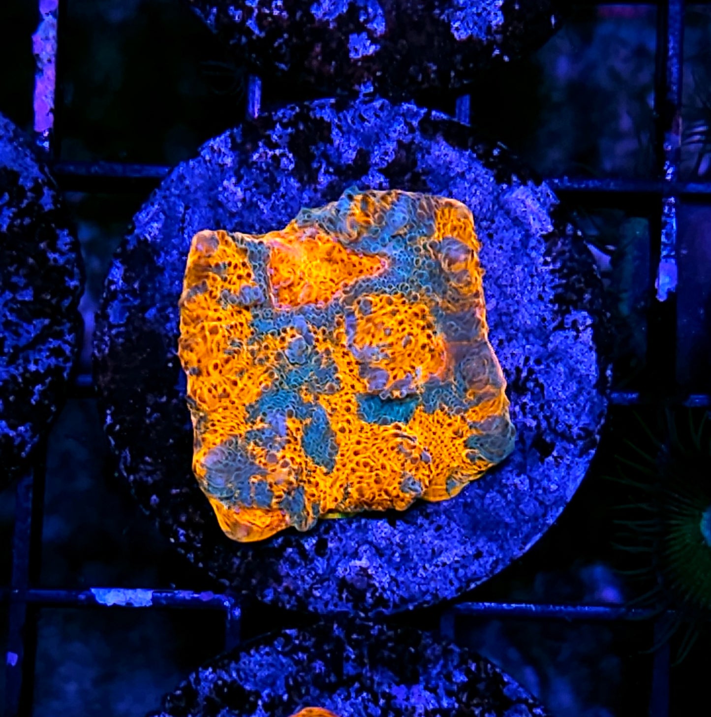 UC Unicorn Poop Chalice