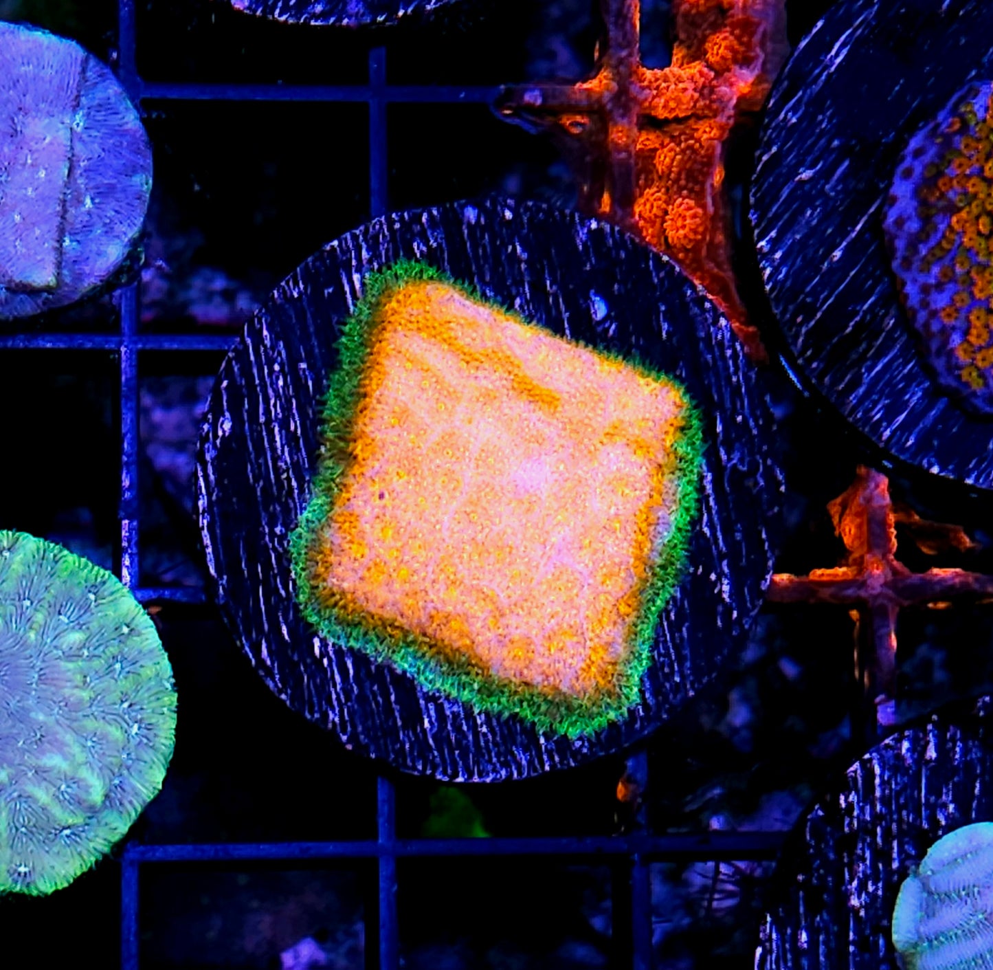 Lucky Charm Psammacora