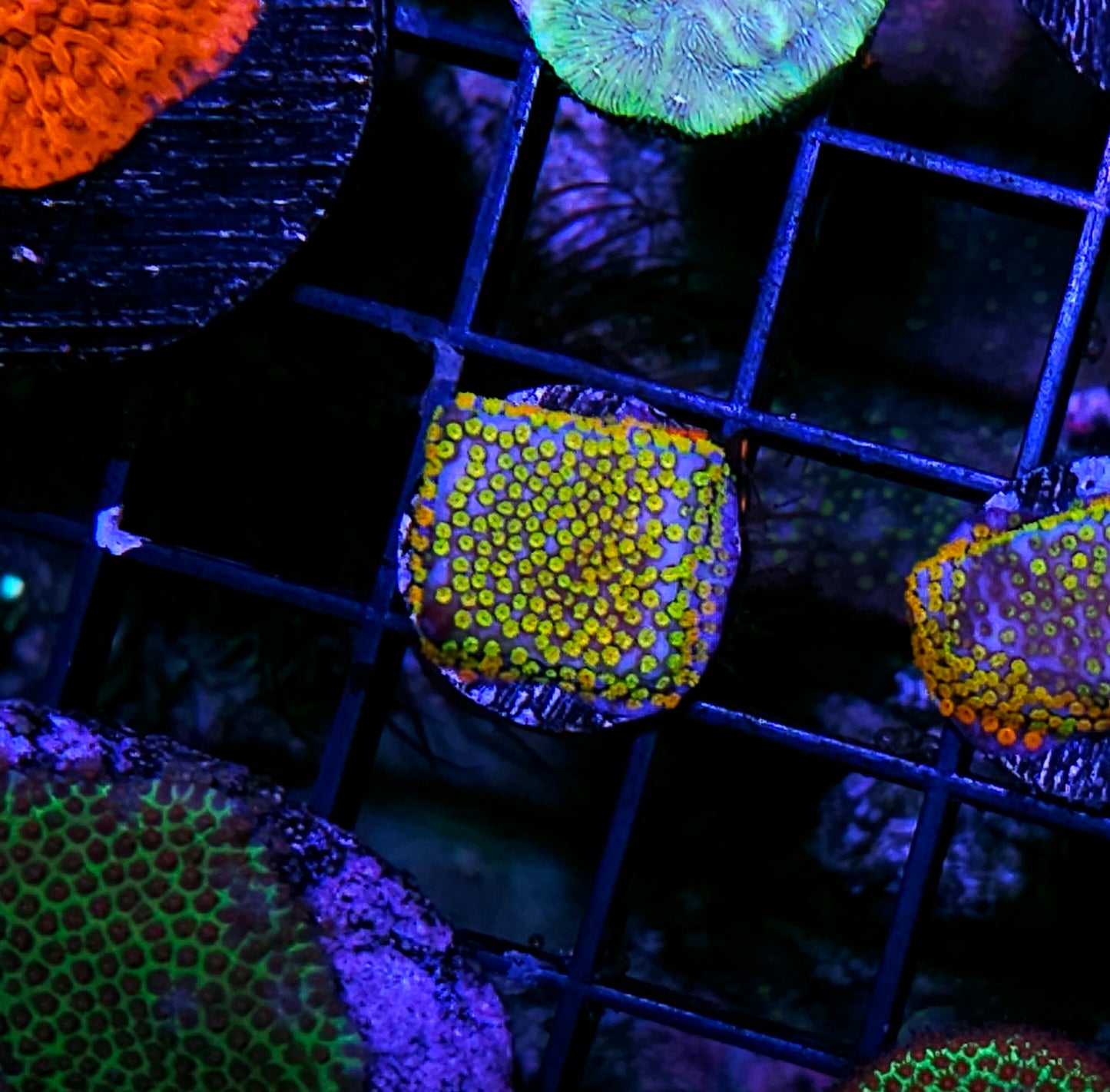 Confused Rainbow Montipora