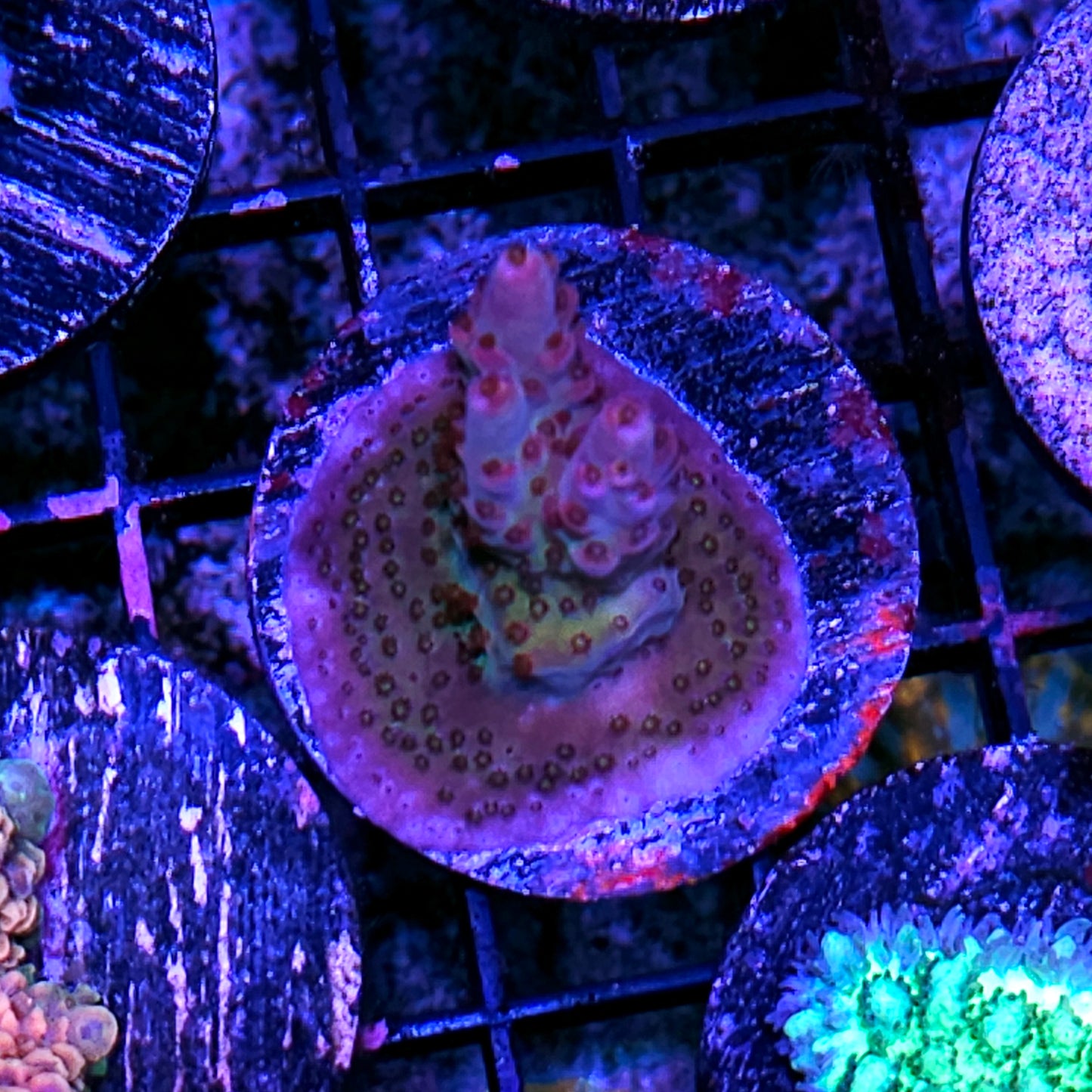 Rainbow Sorbet Acropora