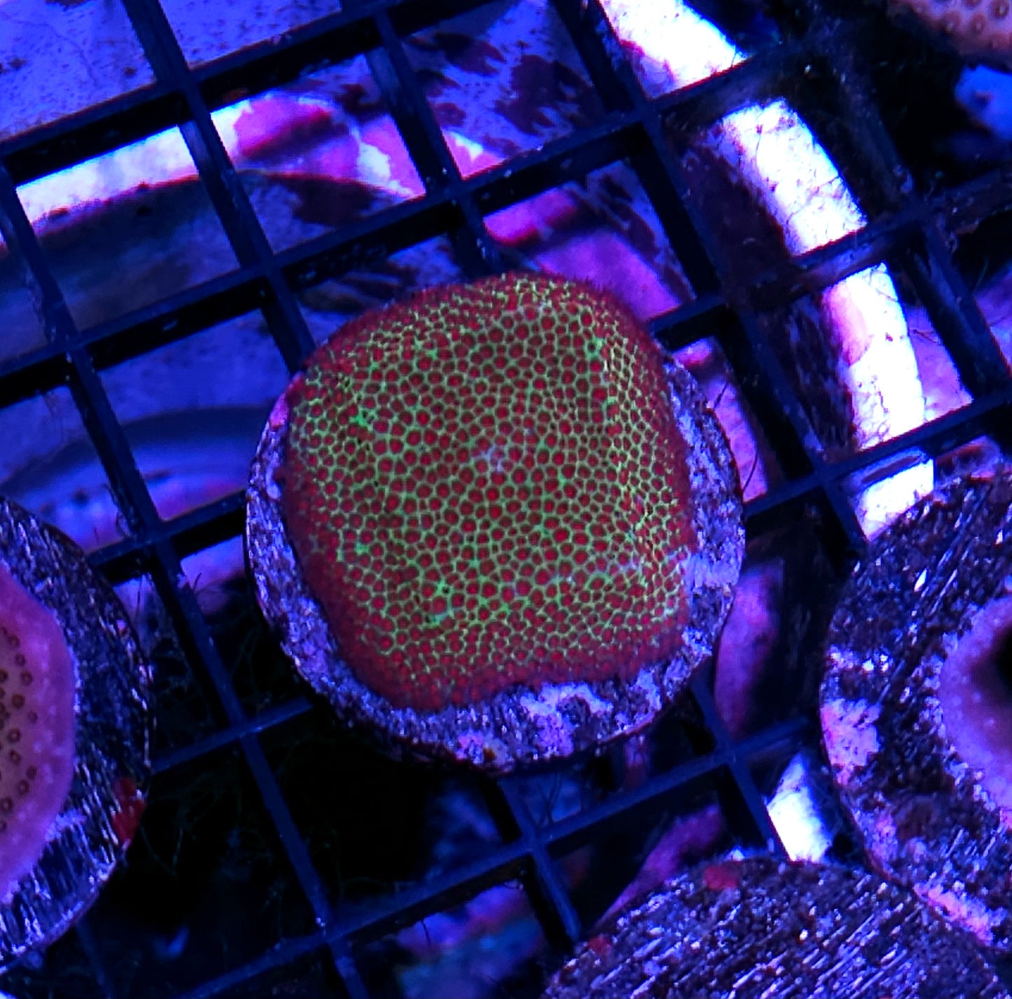 Grinch Stylocoeneila