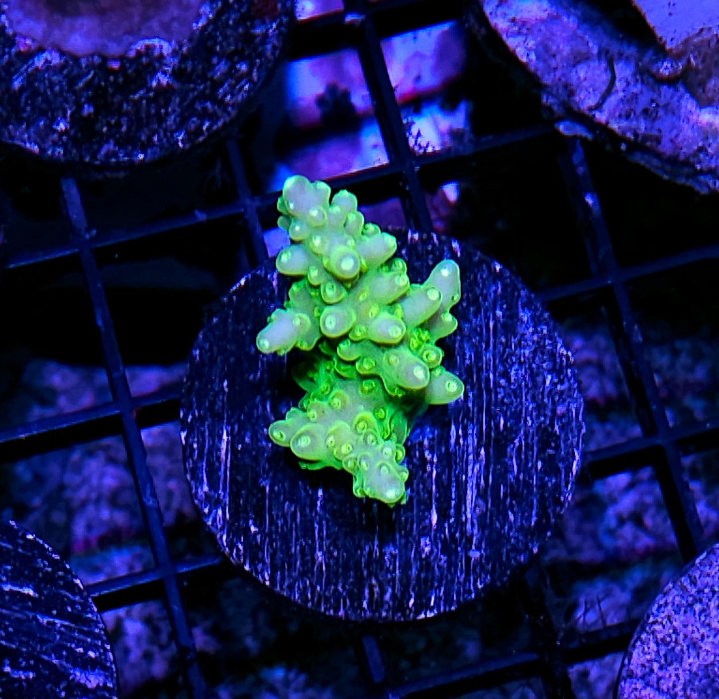 Shreks Finger Acropora