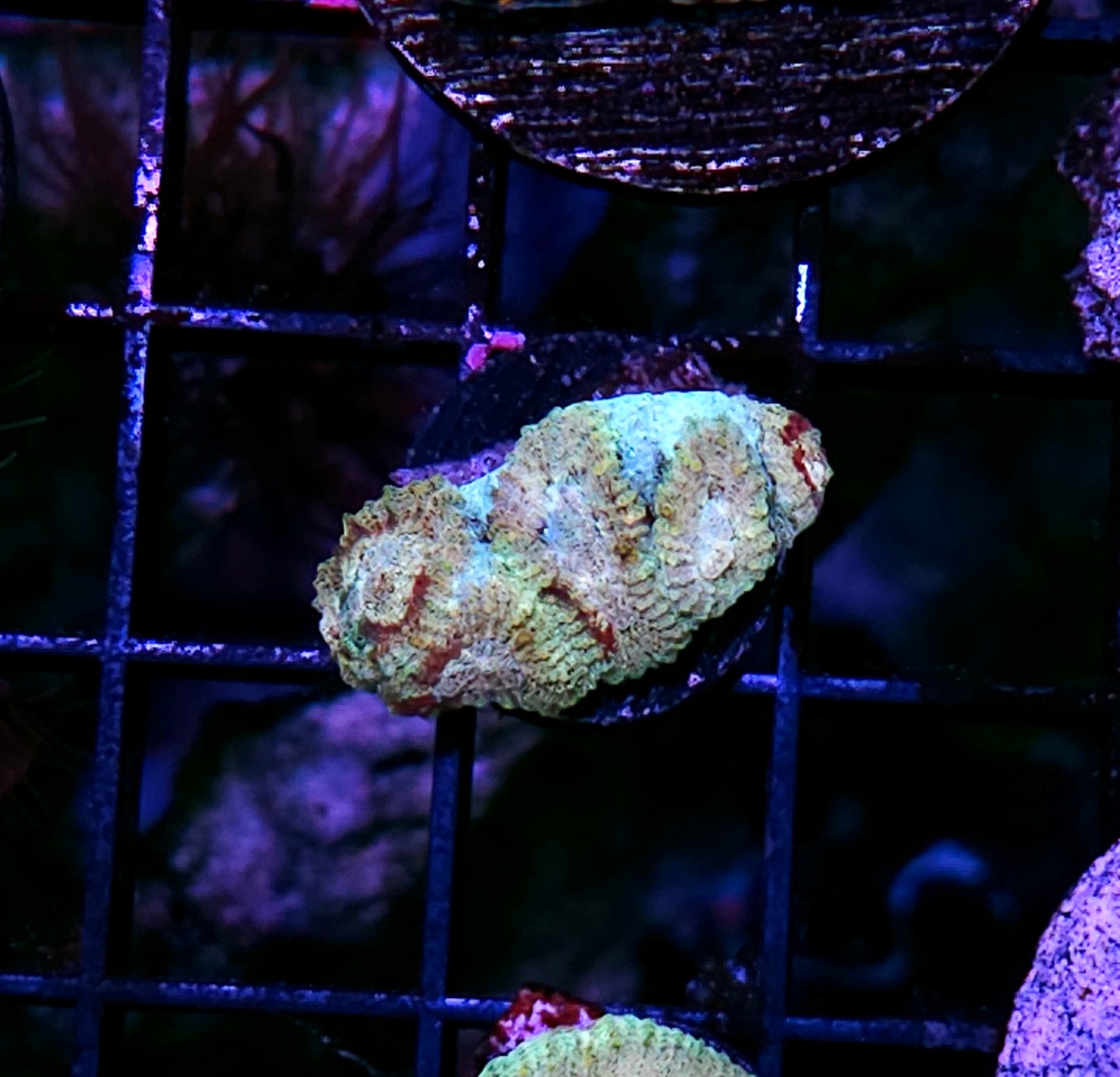 BT Psycho Rainbow Favia