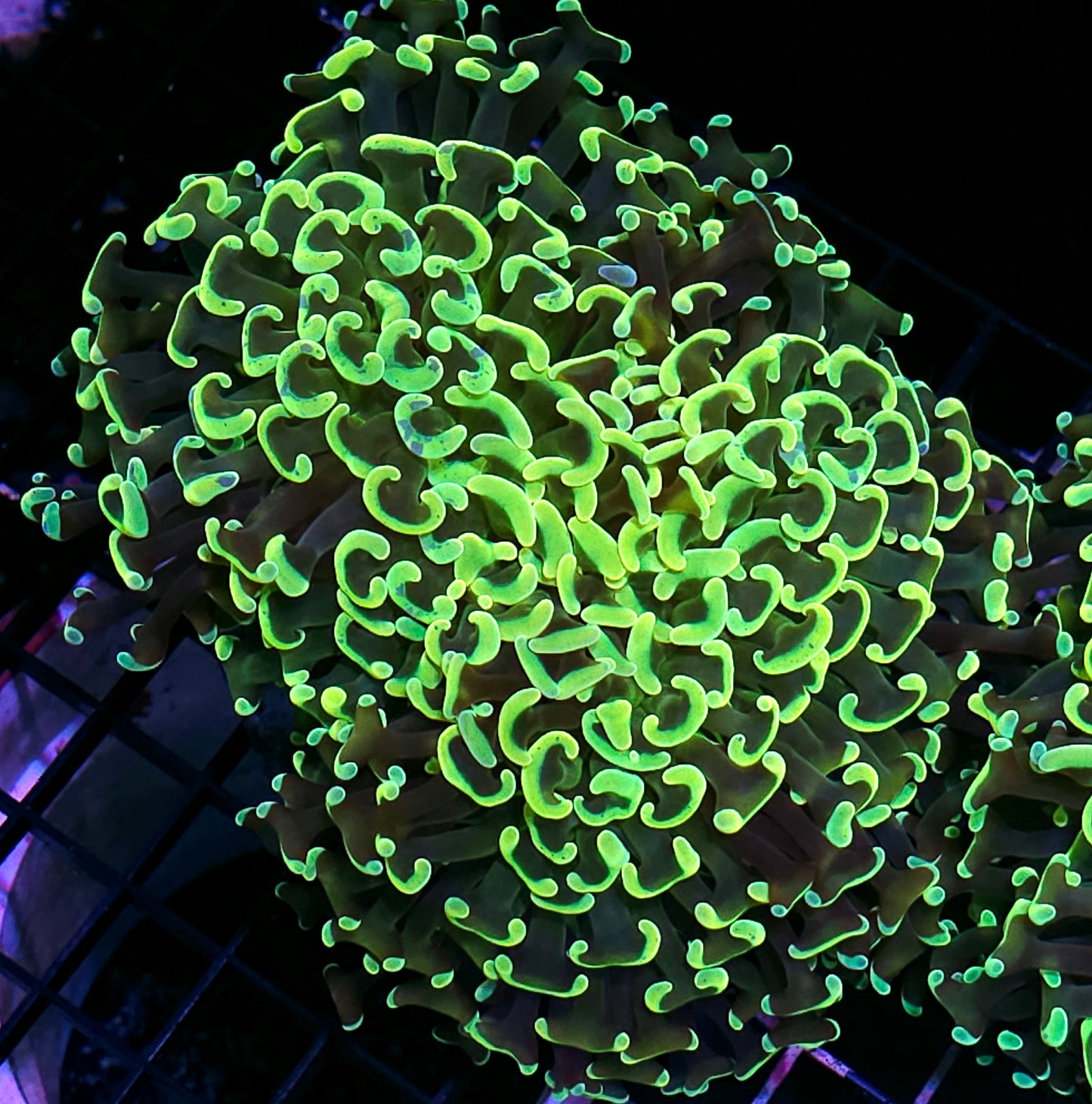 7-8" Open Holy Grail Wall Hammer