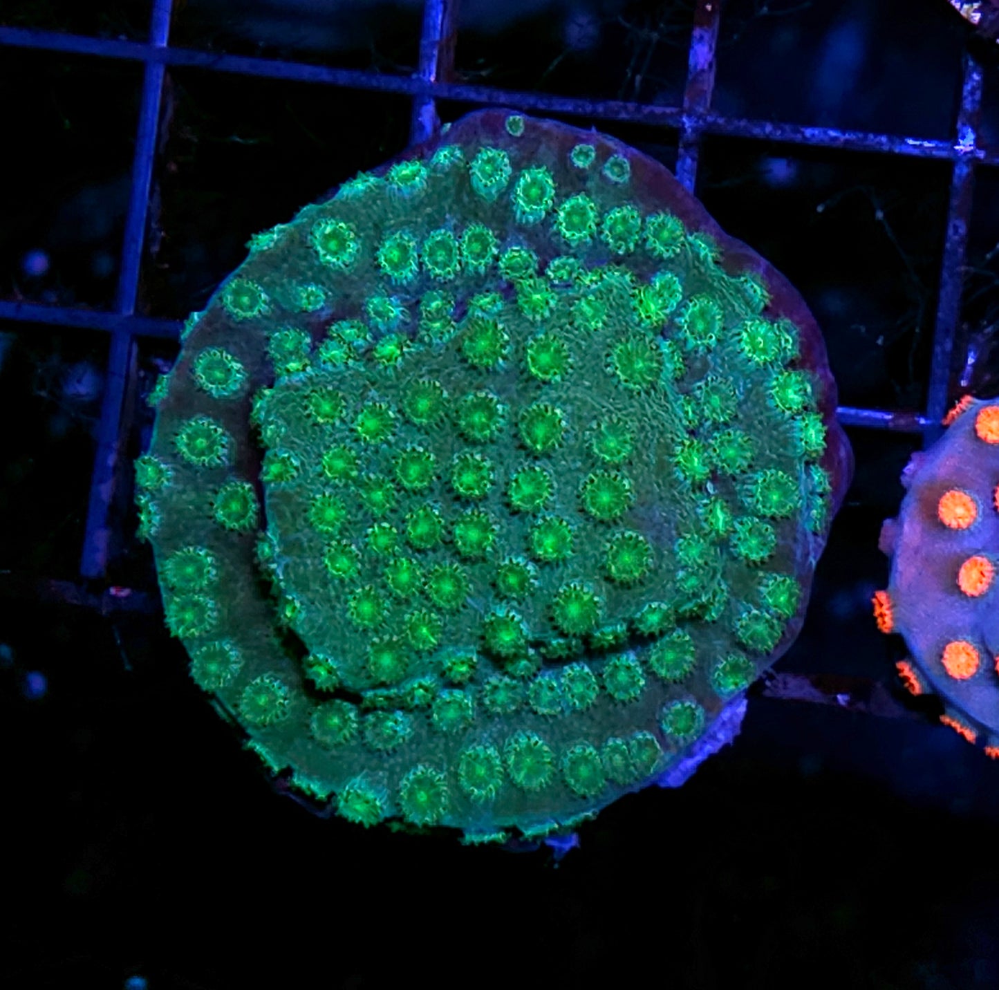 Green Beret Cyphastrea