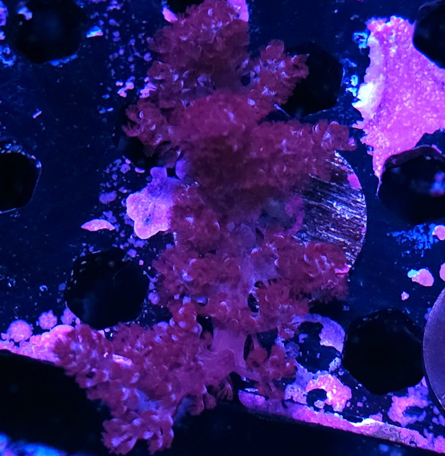 Purple Kenya Tree Leather