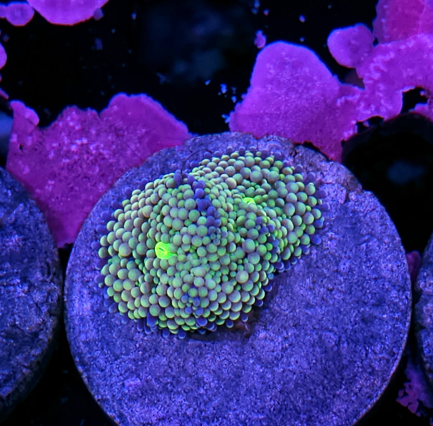 Passion Punch Ricordea