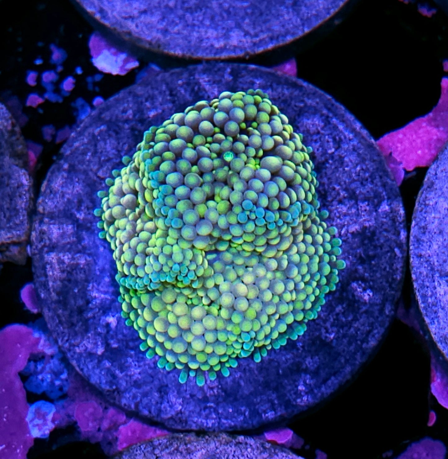 Squishmellow Ricordea