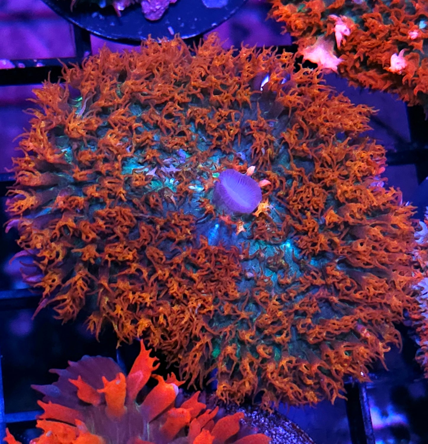 3.5" Fall Season St Thomas Mushroom