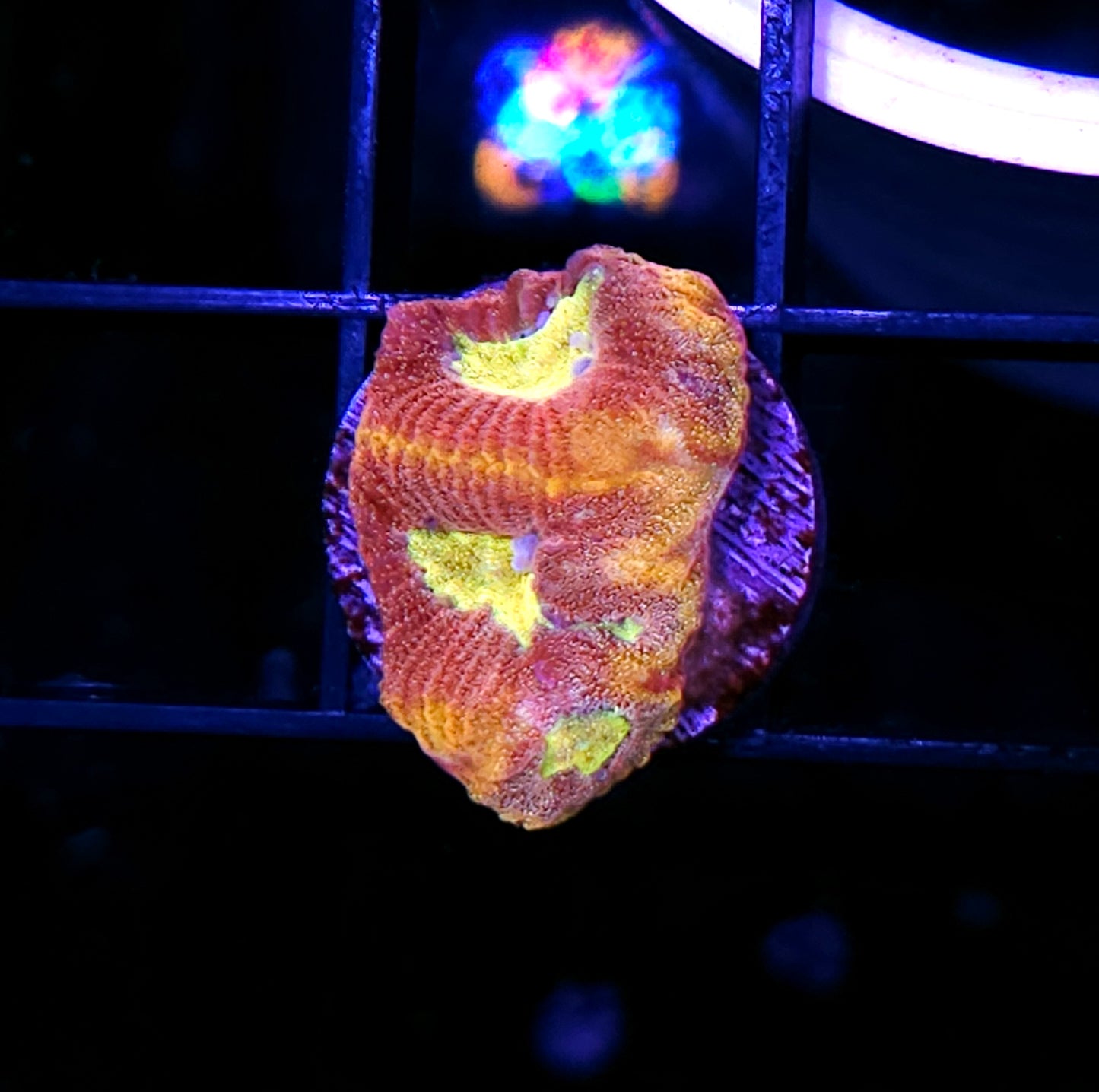 HF Glittery Blowtorch Favia