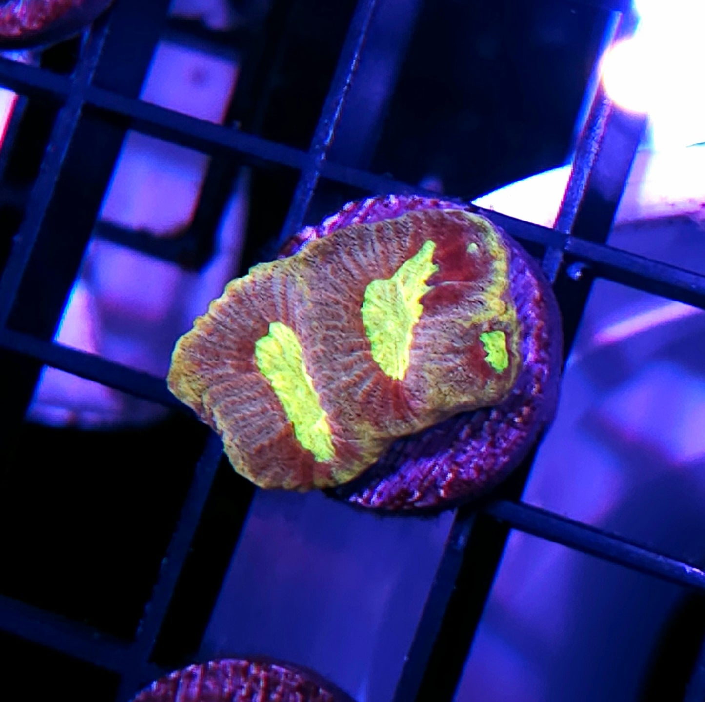 HF Kingdom Hearts Favia