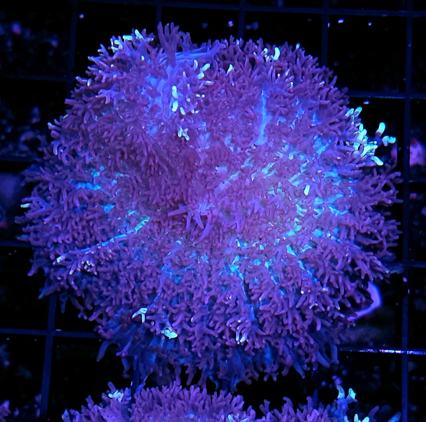 3.5" Magic Carpet Bounce Mushroom