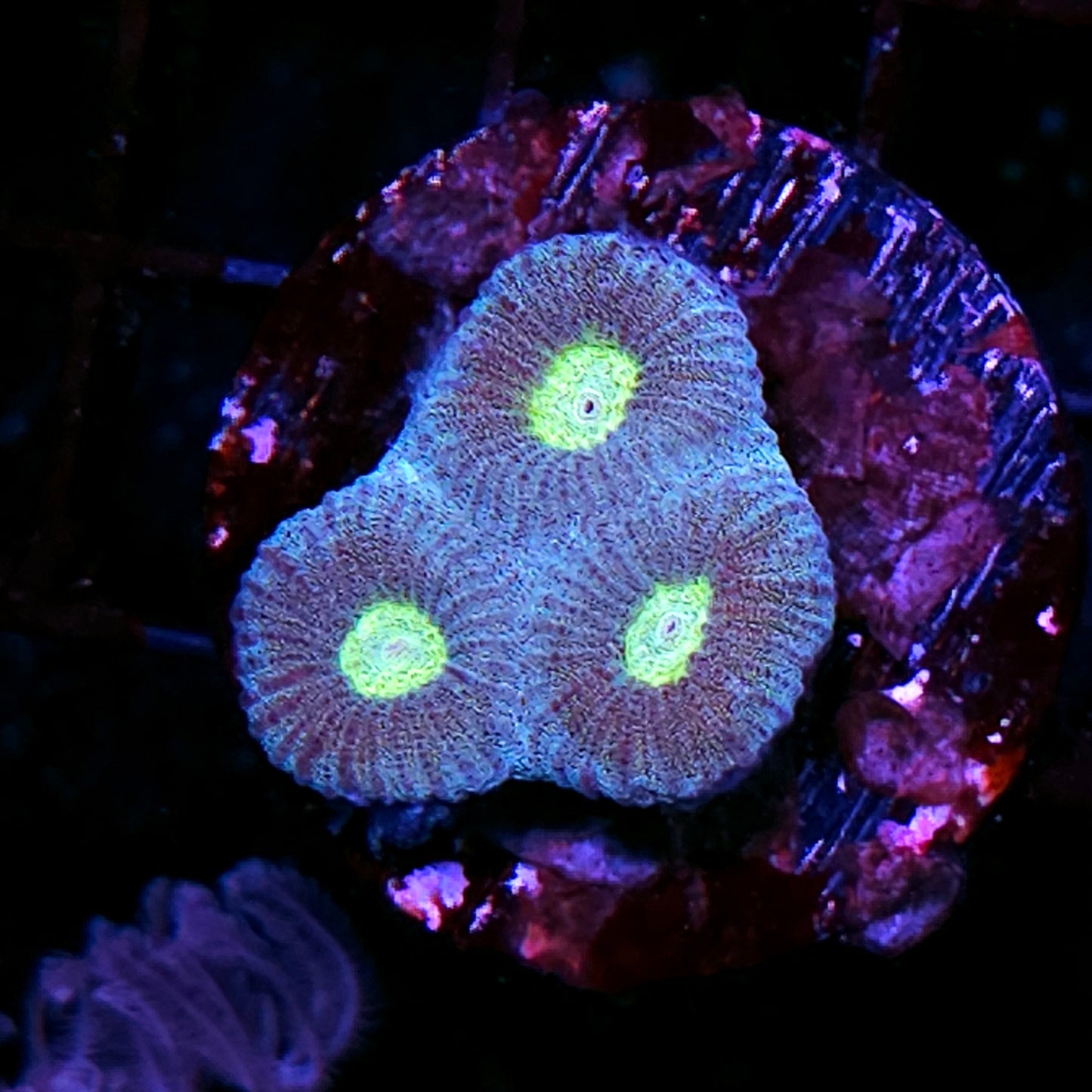 Fairy Glitter Barabattoia