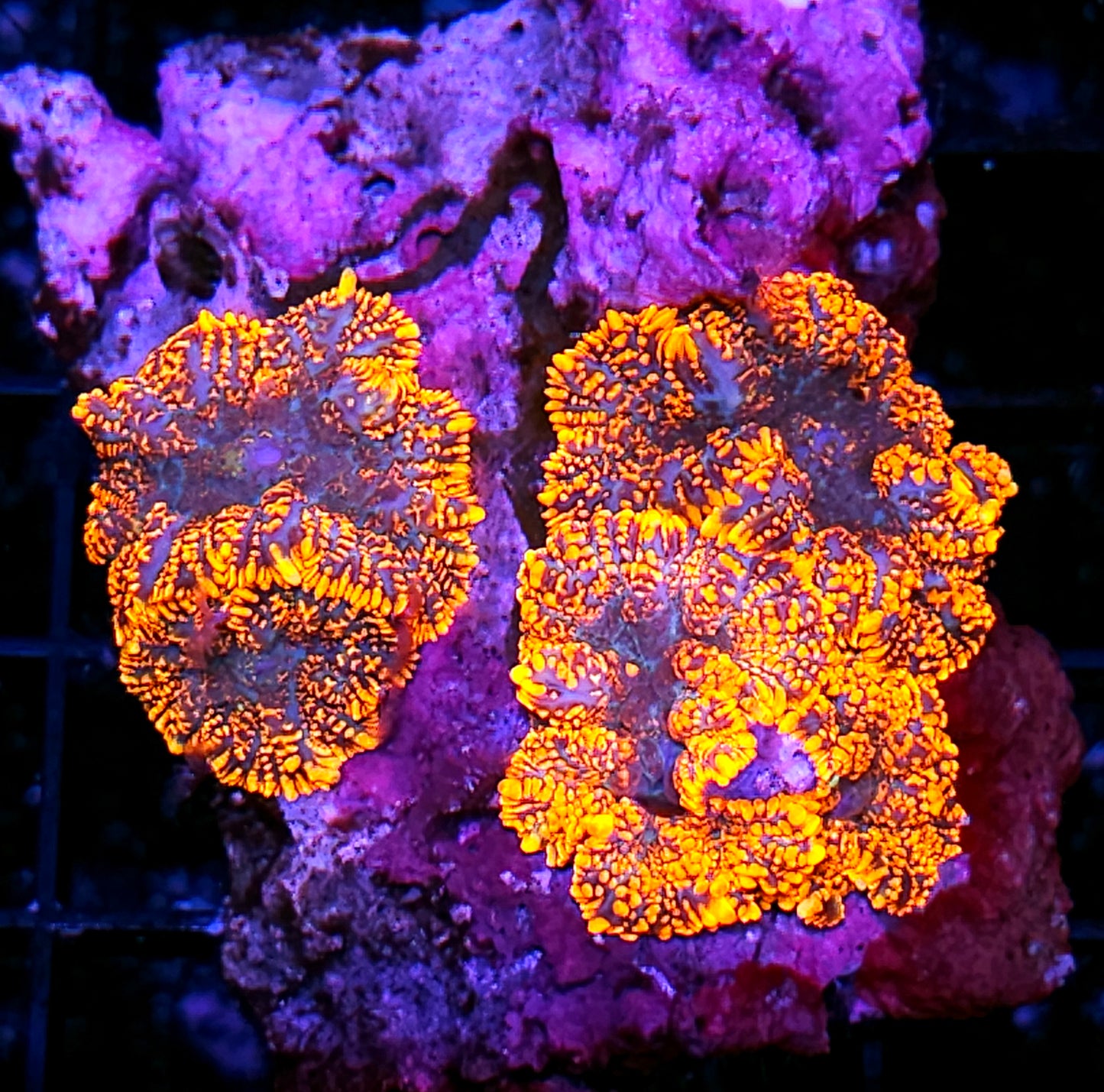 Poltergeist Mushroom Colony