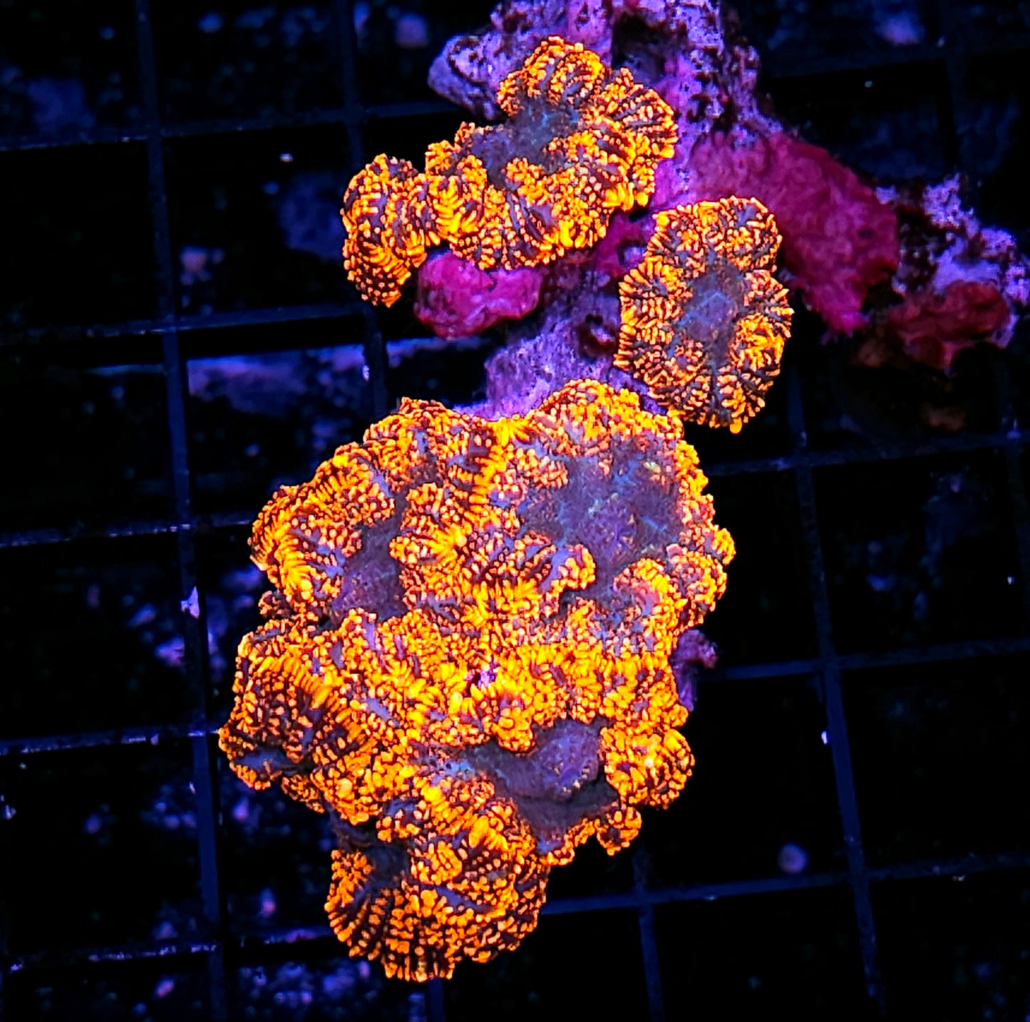 Poltergeist Mushroom Colony