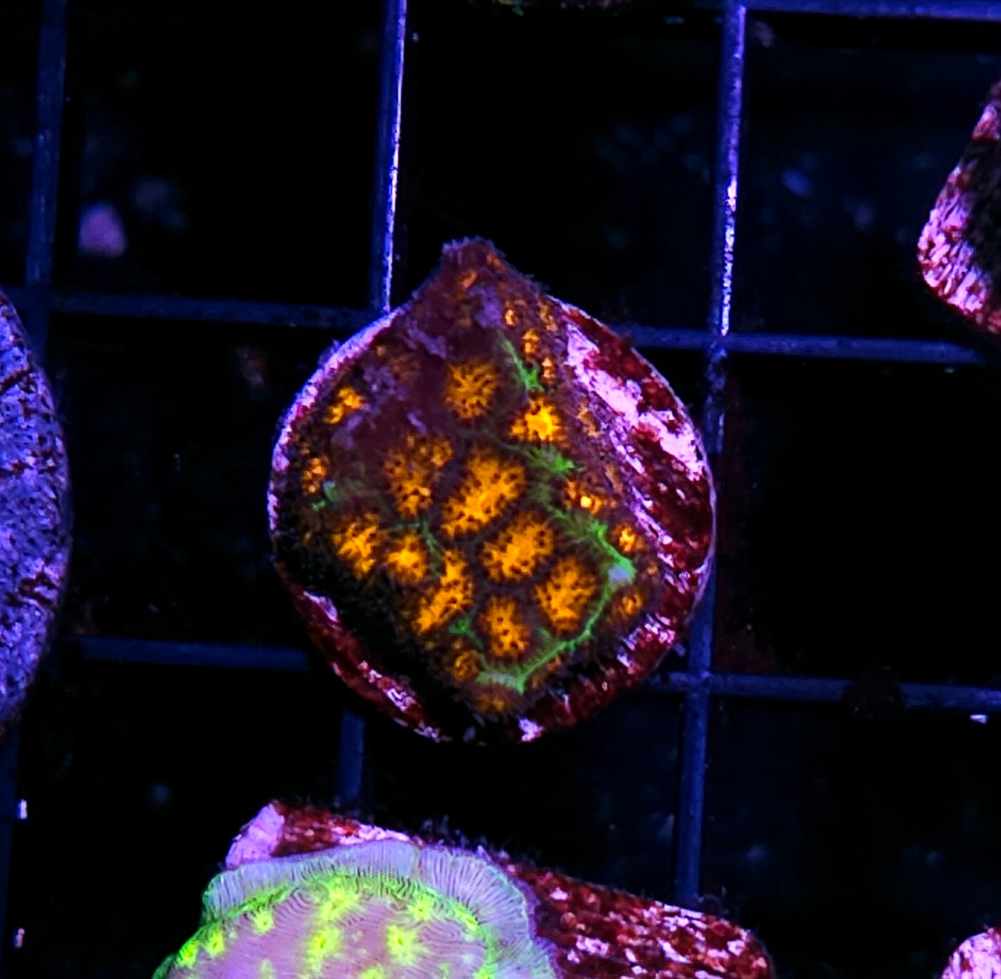 John Deer Leptastrea