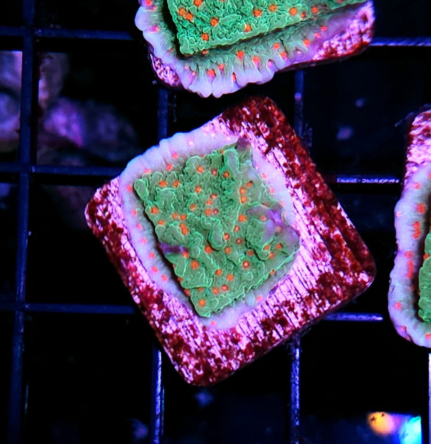 Orange Grove Montipora