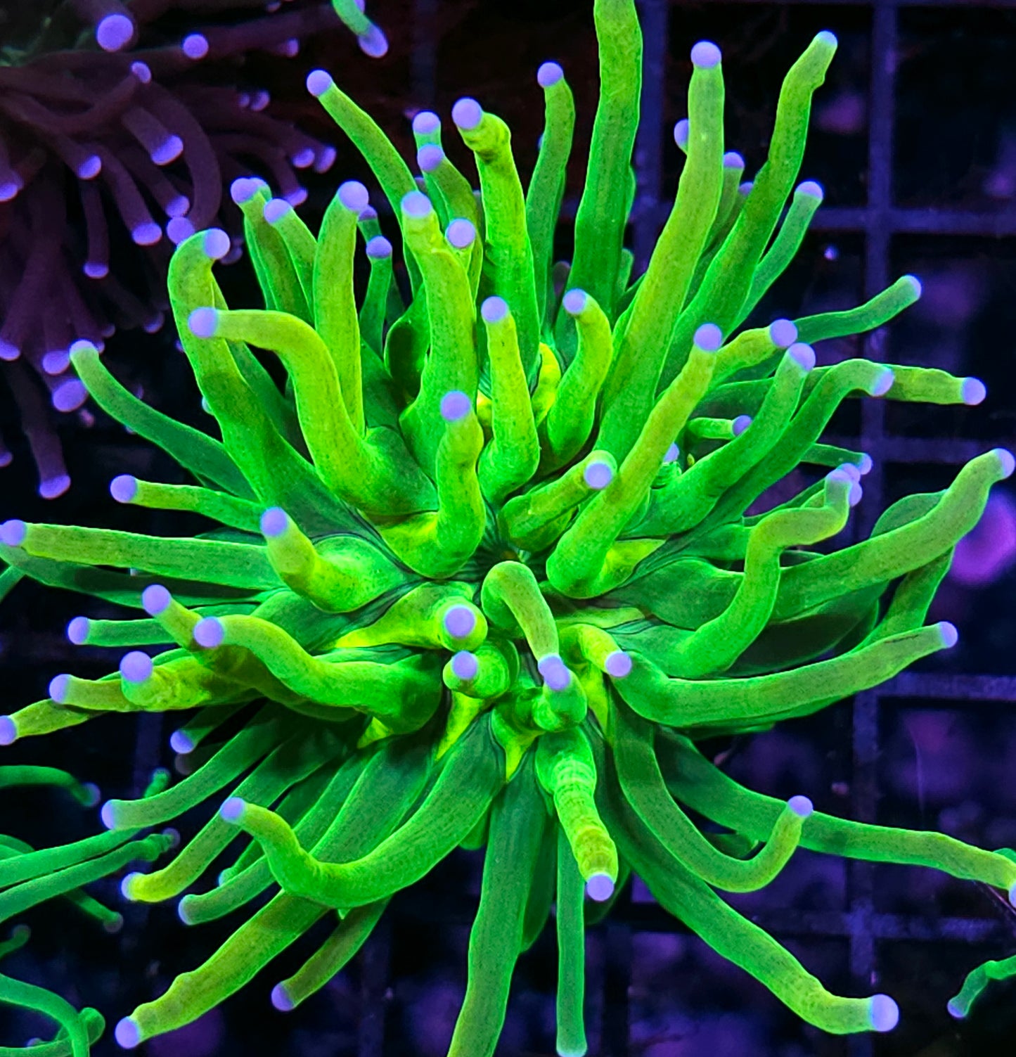 Holy Grail Variant Torch