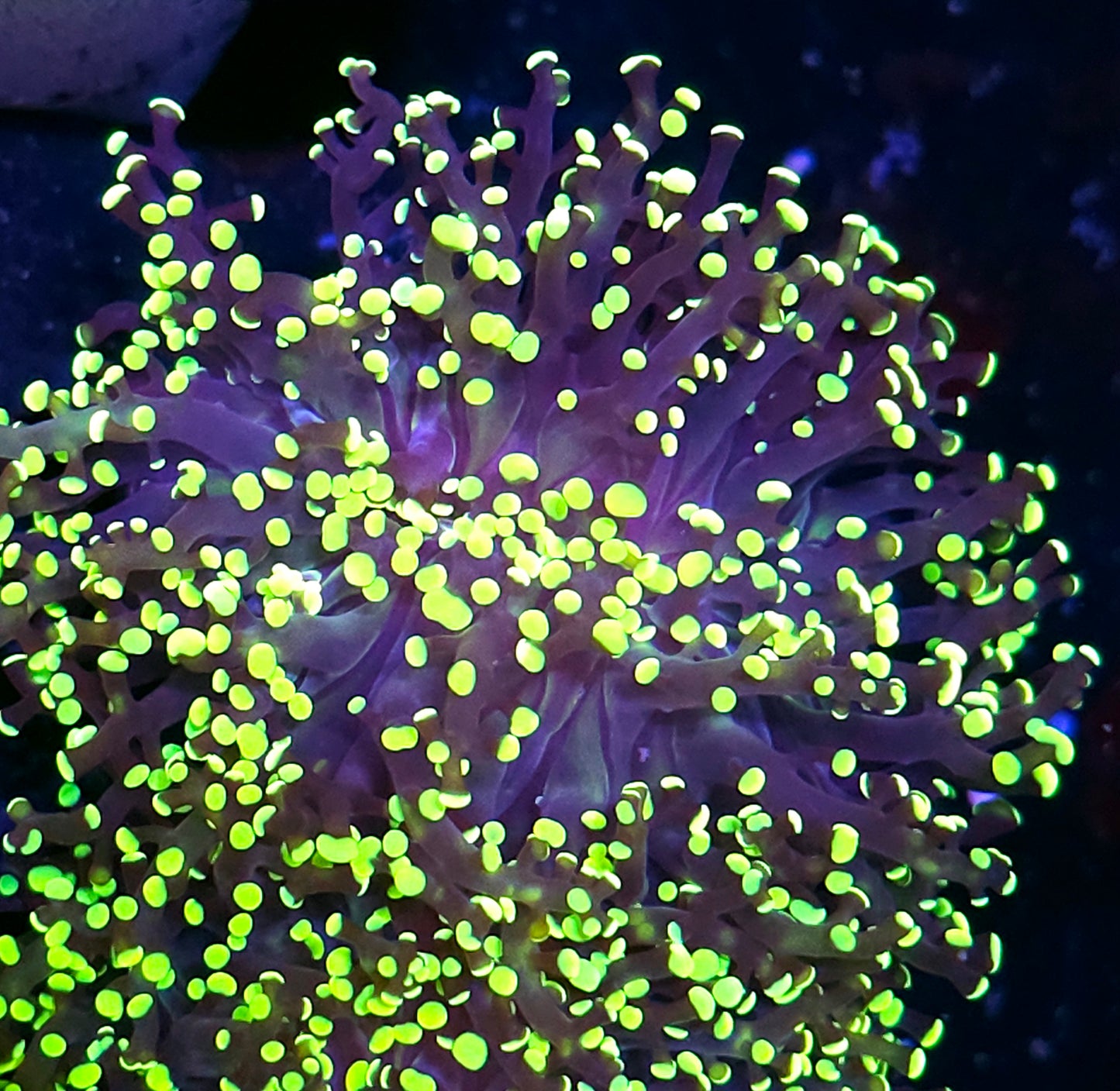 LeBron James Yayemensis