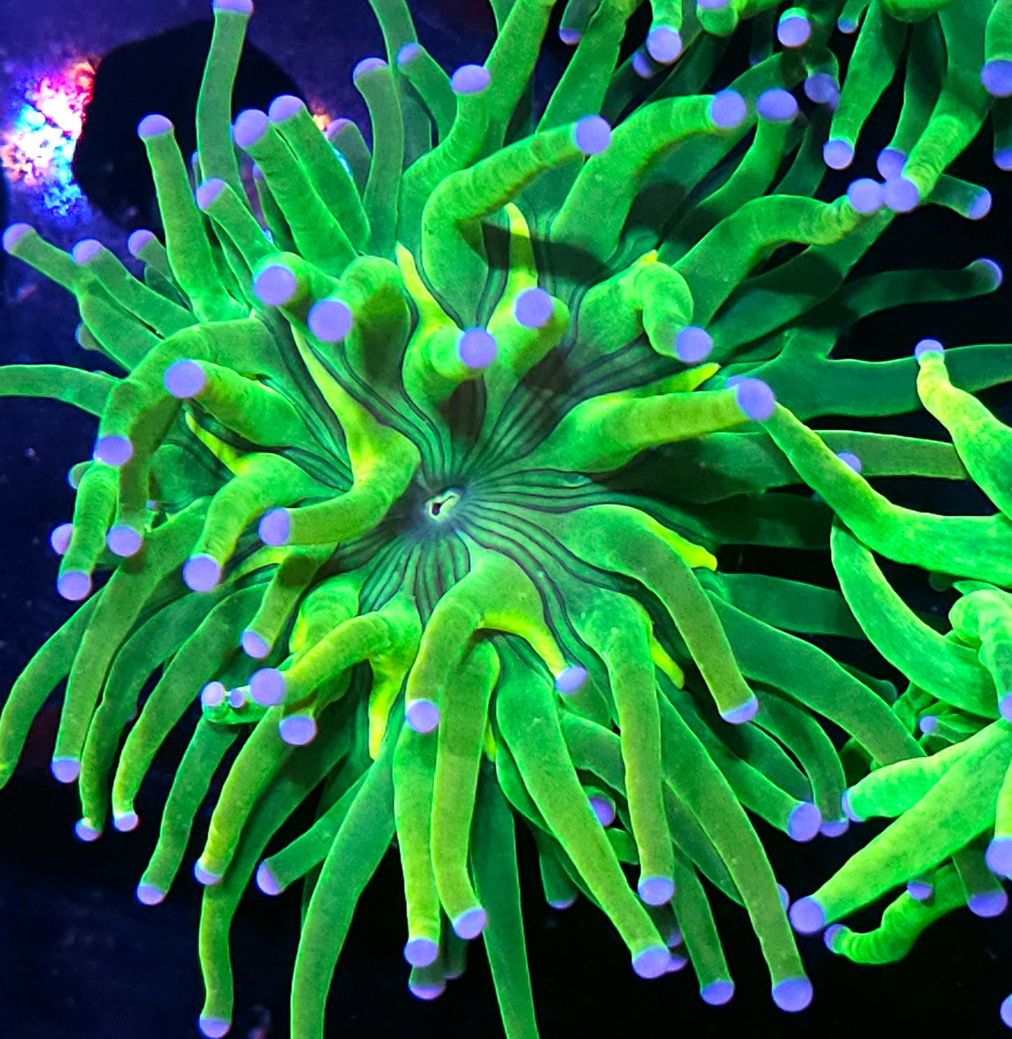 Holy Grail Variant Torch