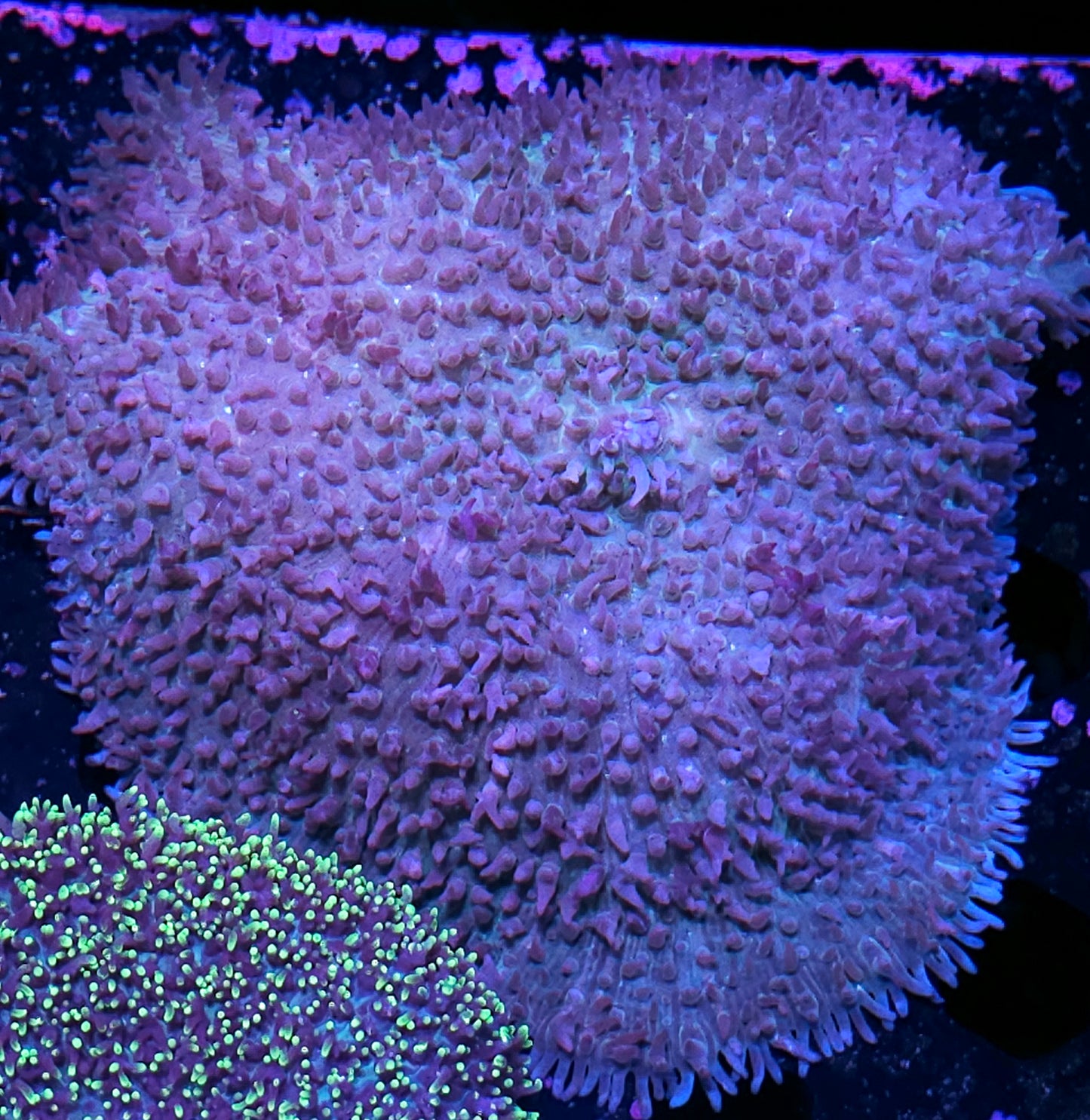 6" Rhodactis Gigantus Mushroom RARE