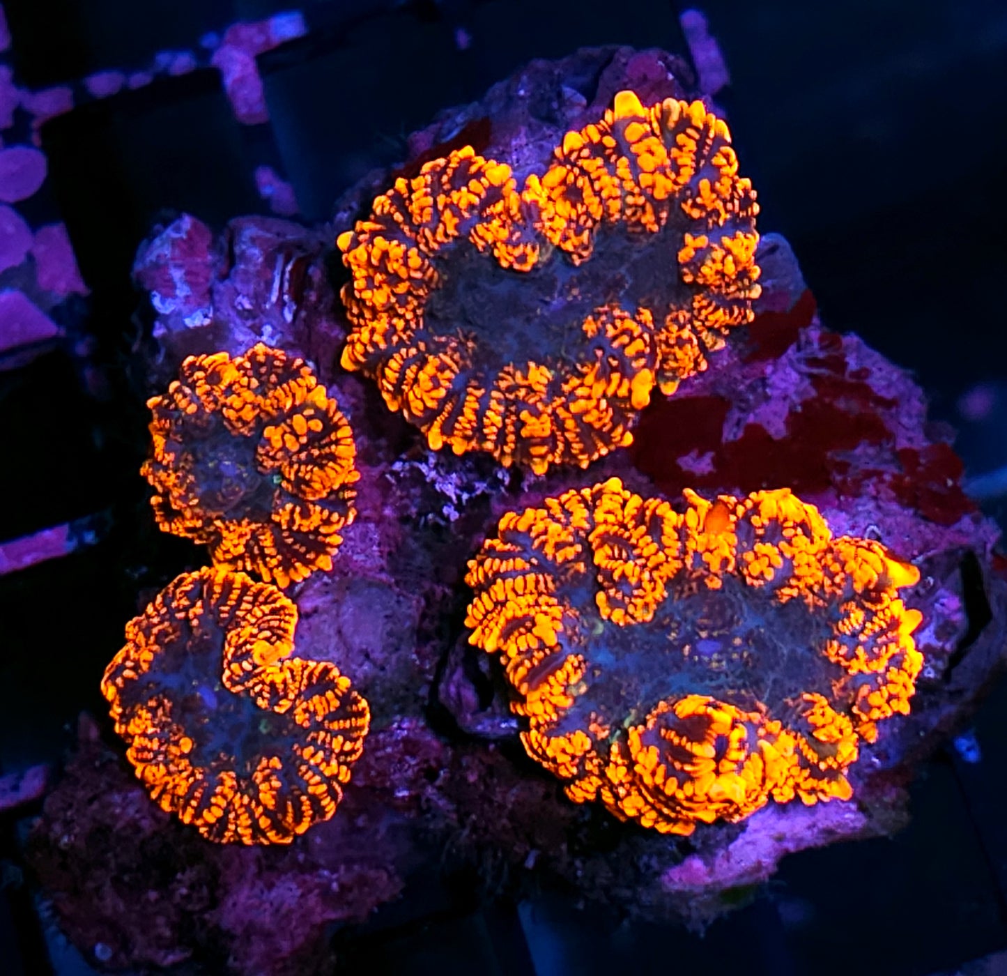 Poltergeist Mushroom Colony