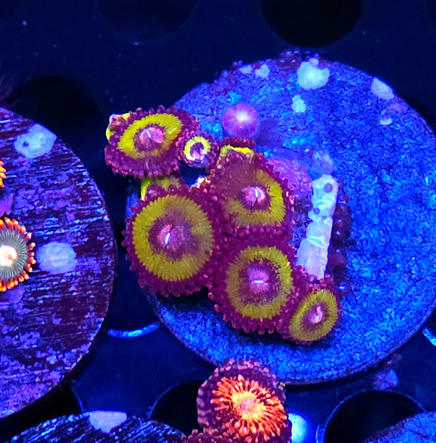 Sabertooth Zoas