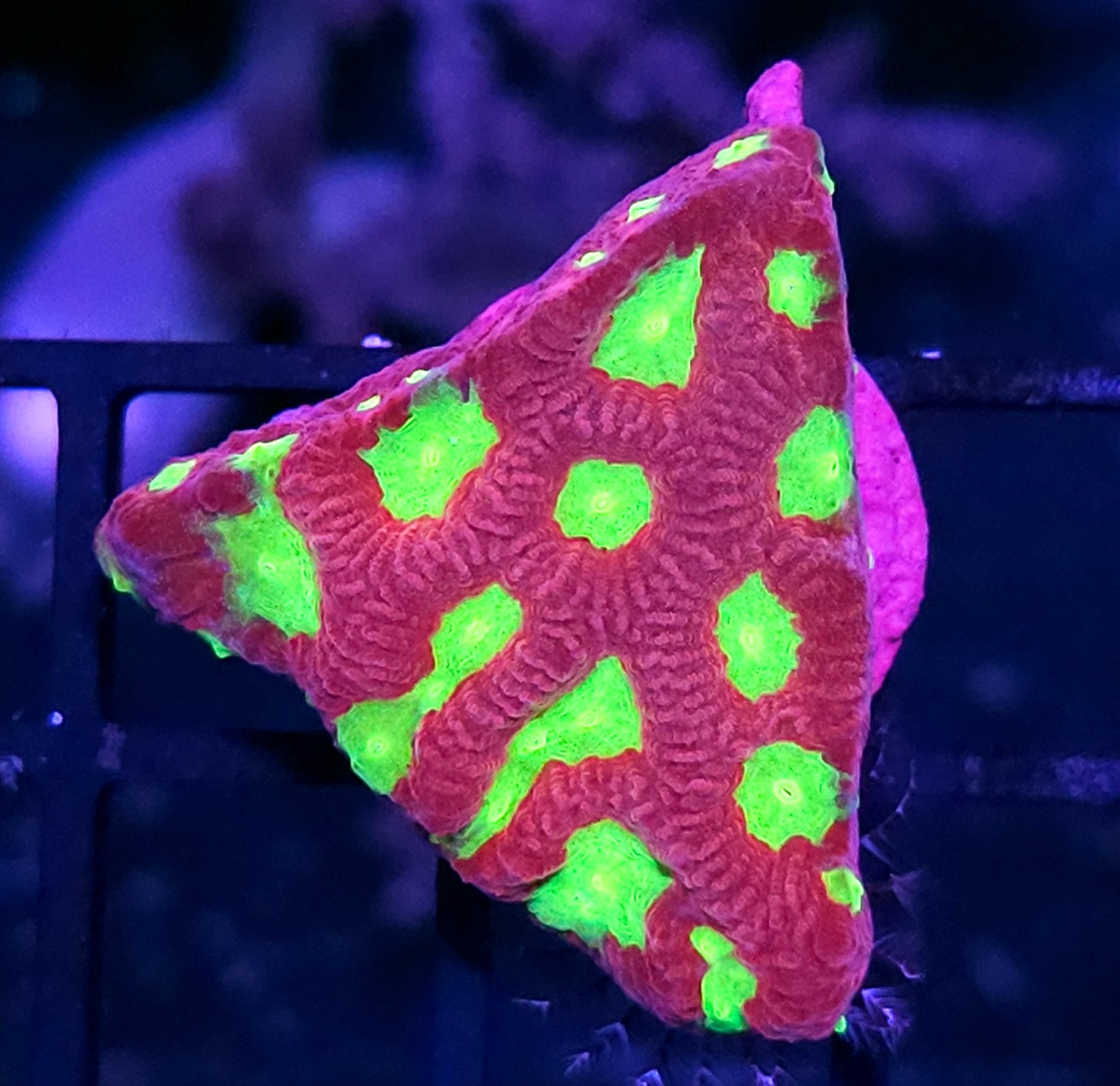 Cherry Limeade Favites