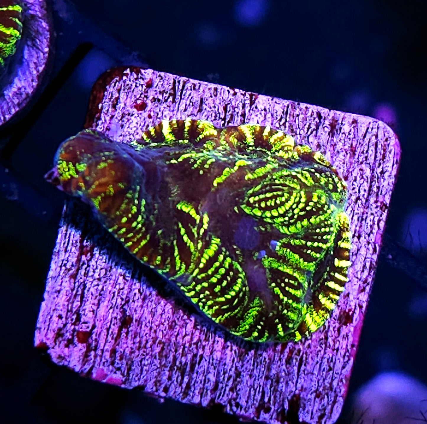 HF Snake Charmer Platygyra