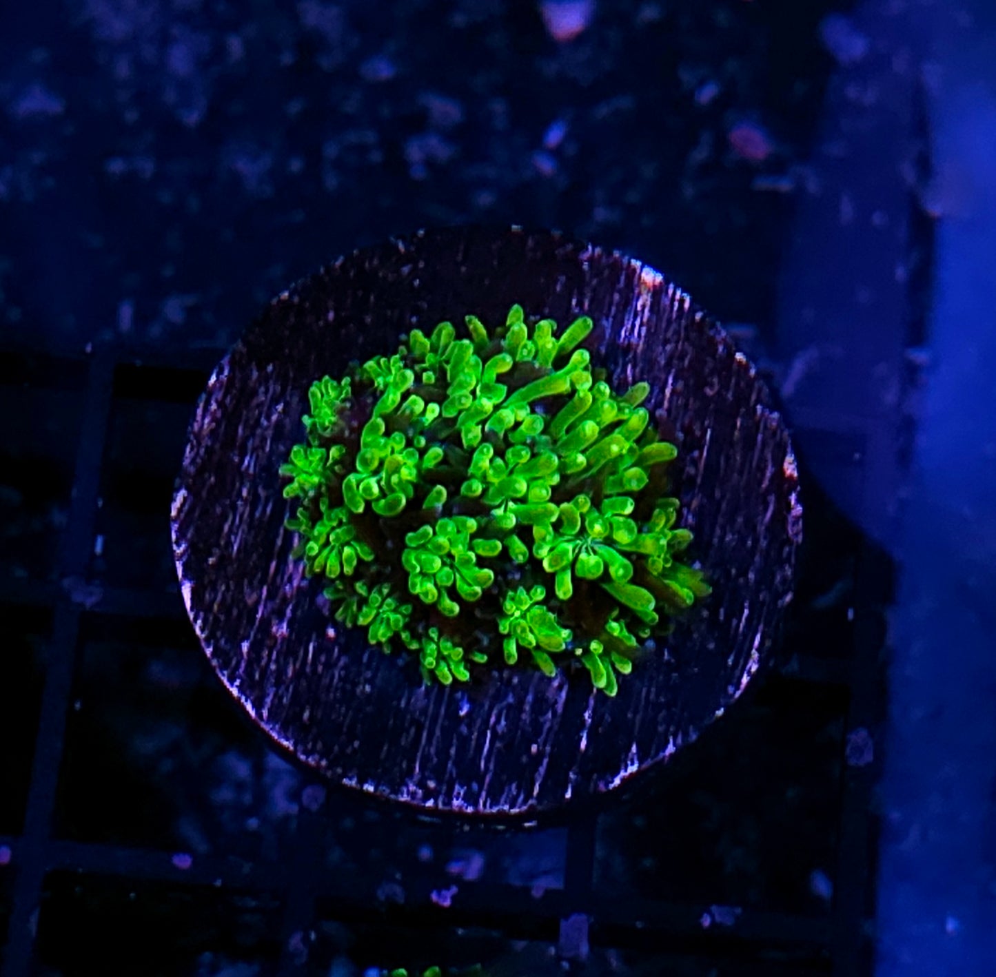 HF Slimeball Galaxia