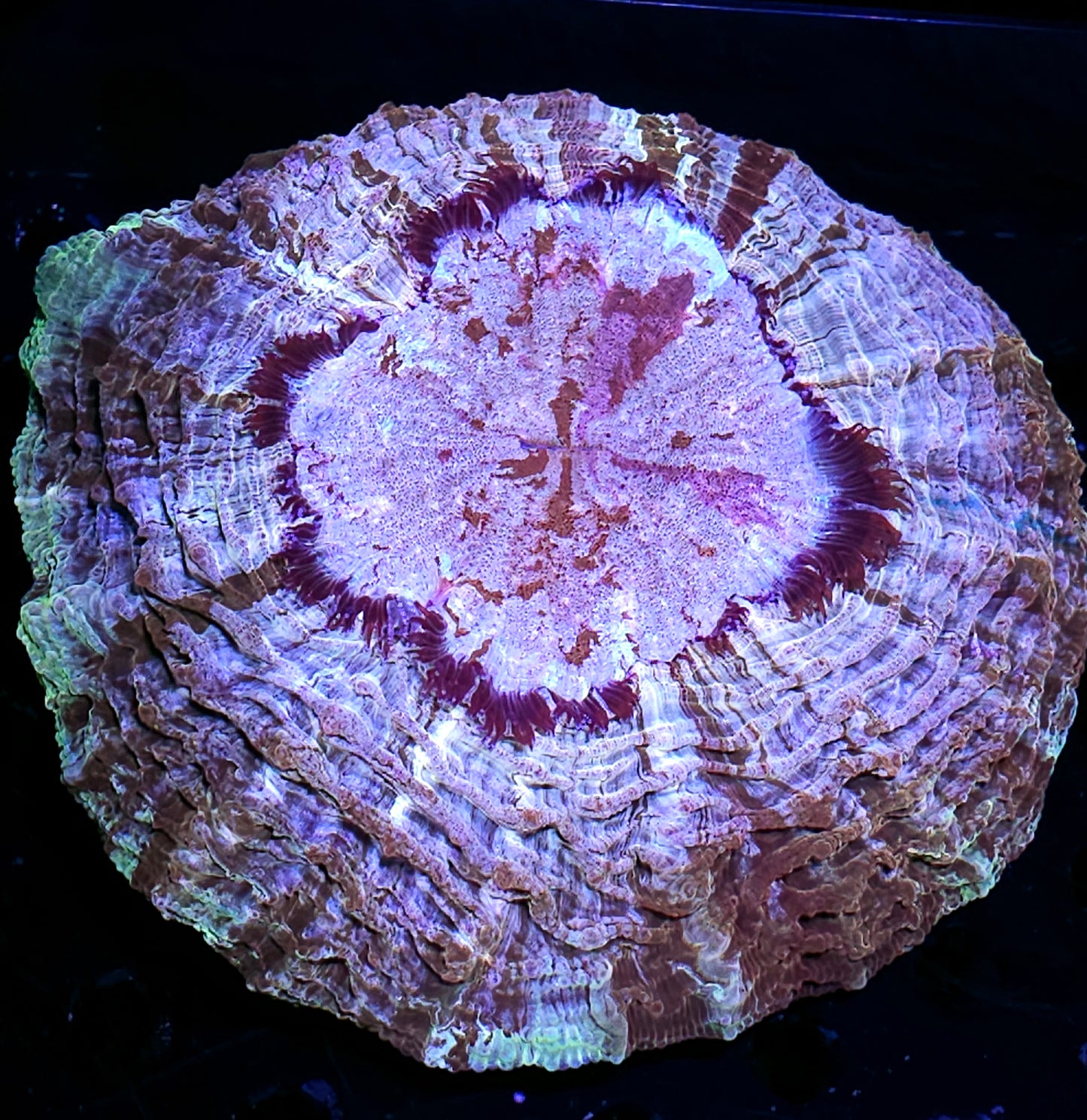 XL Pink Rainbow Acanthophyllia