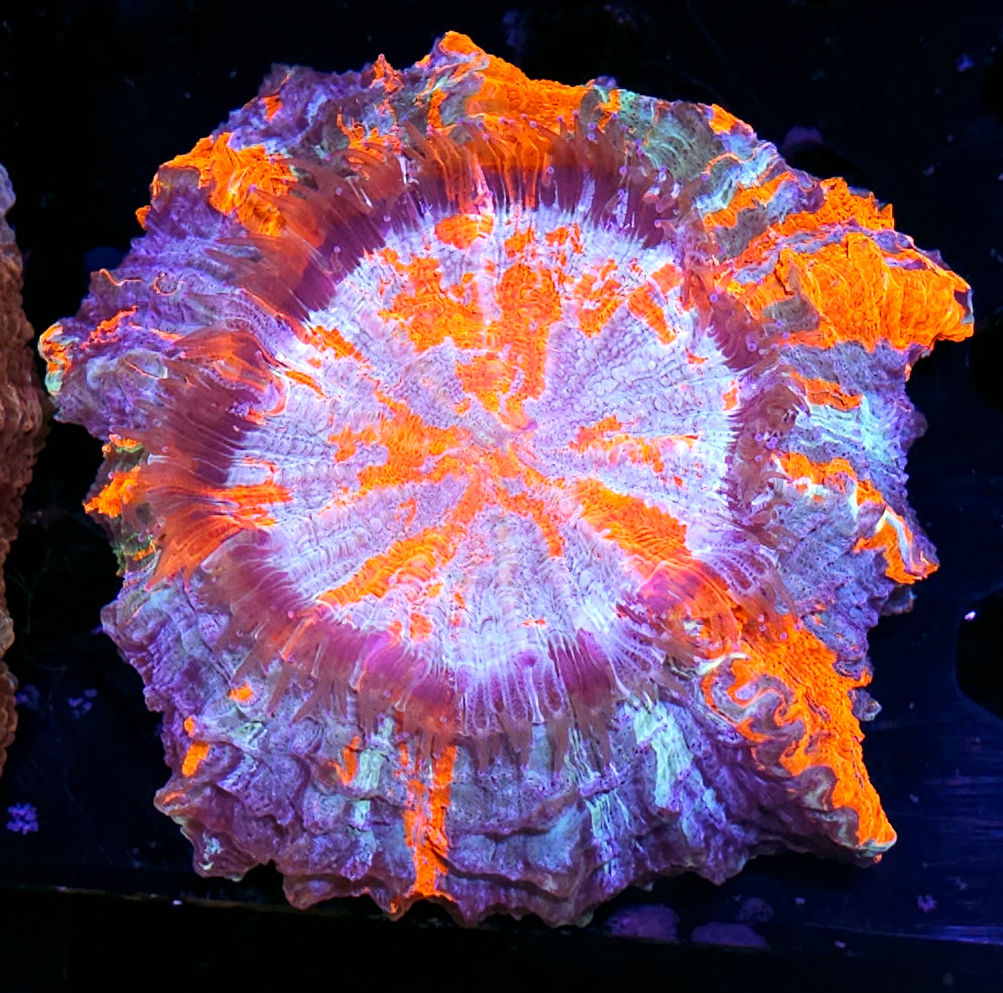 6-7 Color Insanity Rainbow Acanthophyllia